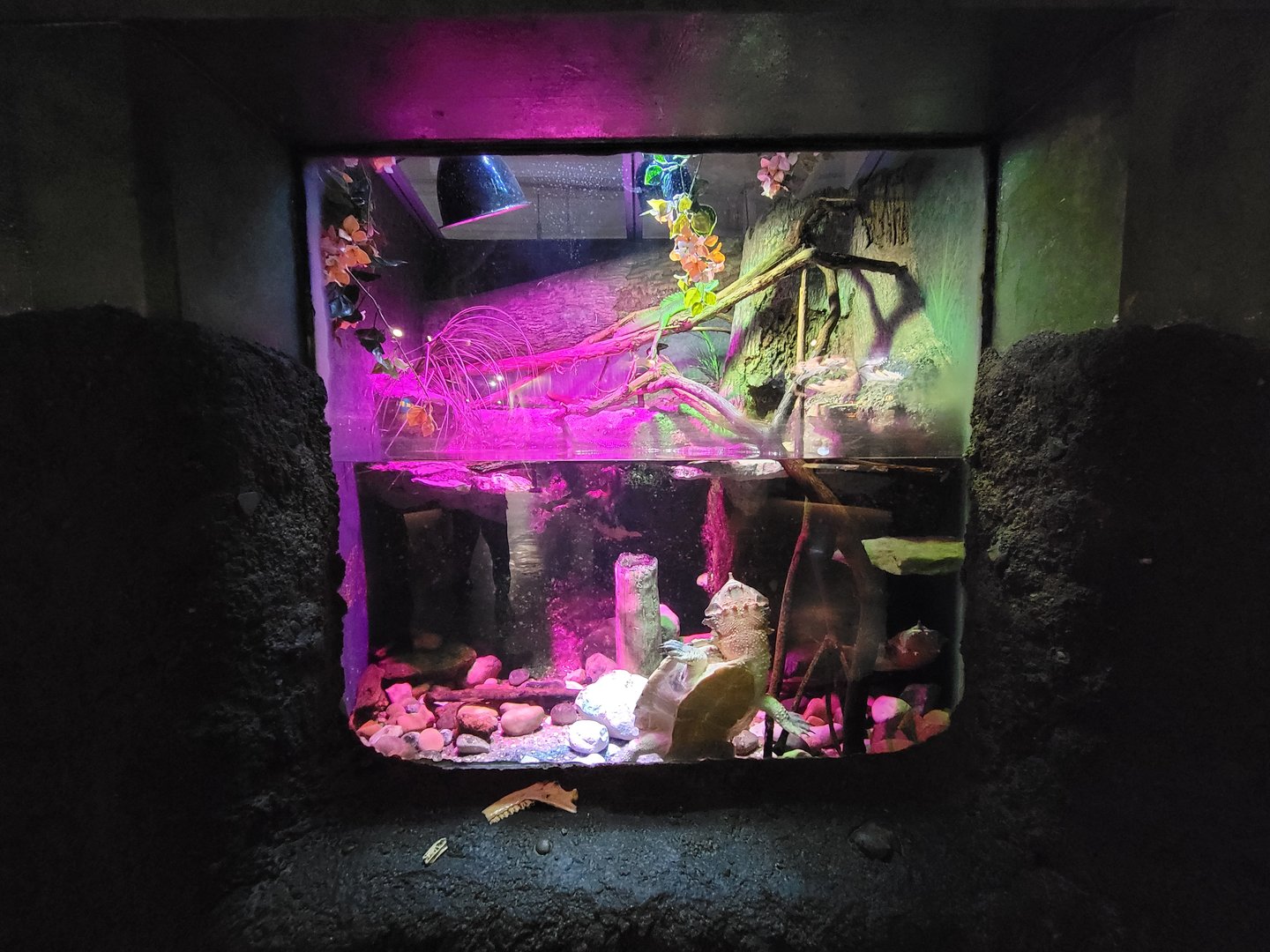 Columbus Zoo - Reptiles, Matamata and unsigned plumed basilisk