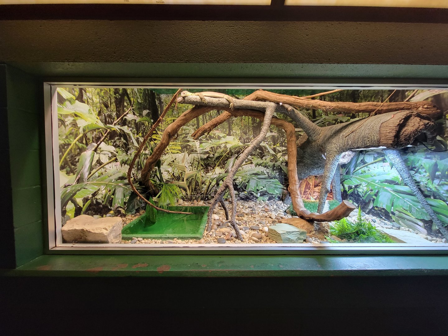 Columbus Zoo - Reptiles, Merten's water monitor