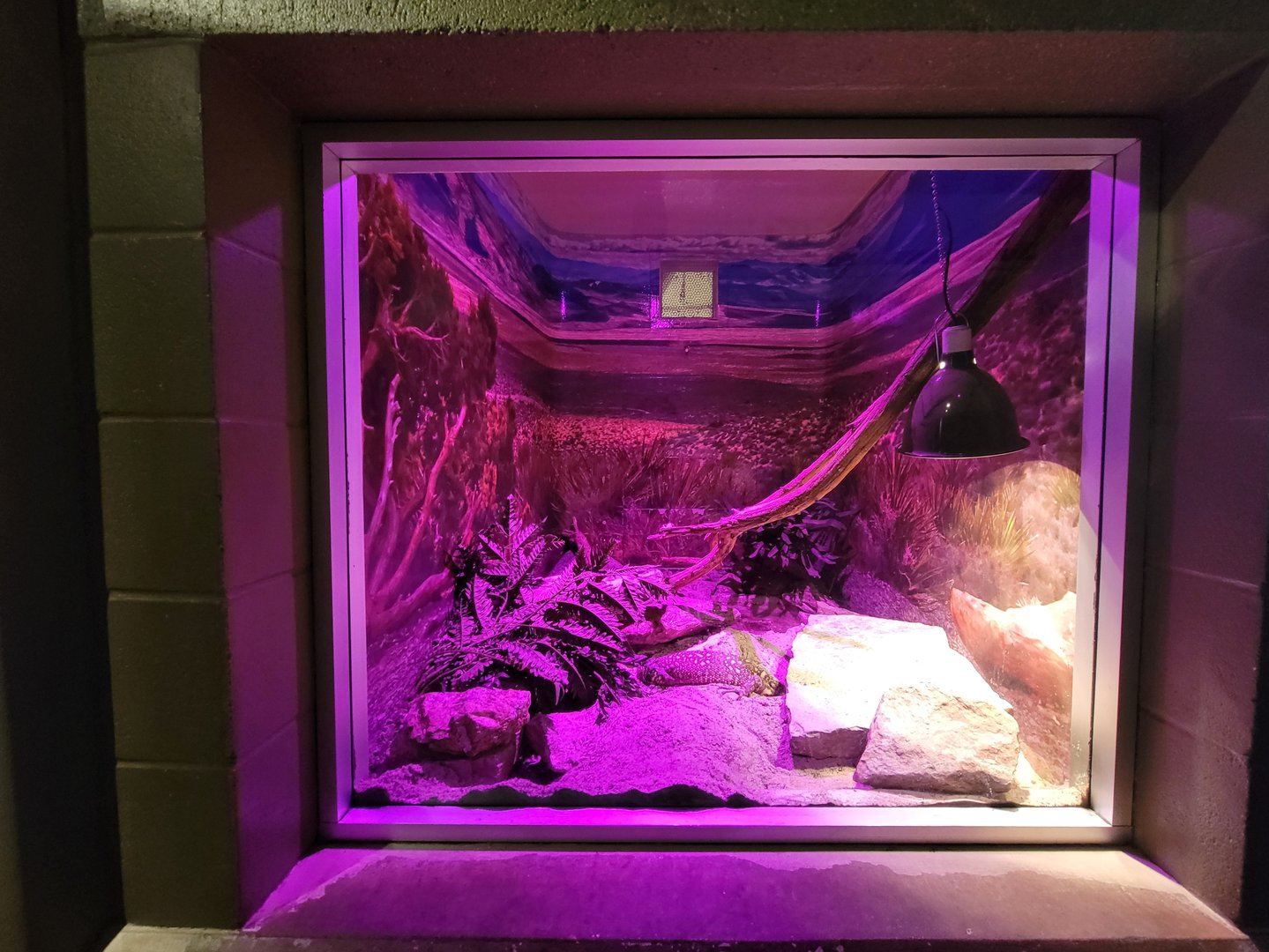 Columbus Zoo - Reptiles, Mexican beaded lizard