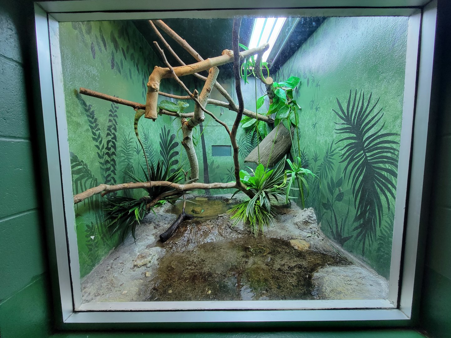 Columbus Zoo - Reptiles, Plumed basilisk and Coahuilan box turtle (which fell out of a plant)