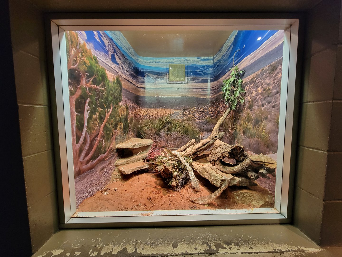 Columbus Zoo - Reptiles, Red spitting cobra