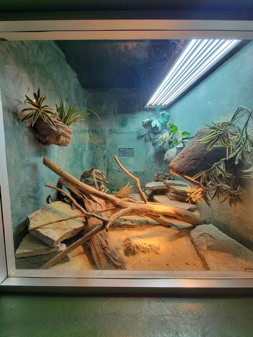 Columbus Zoo - Reptiles, San Esteban chuckwalla and desert grassland whiptails