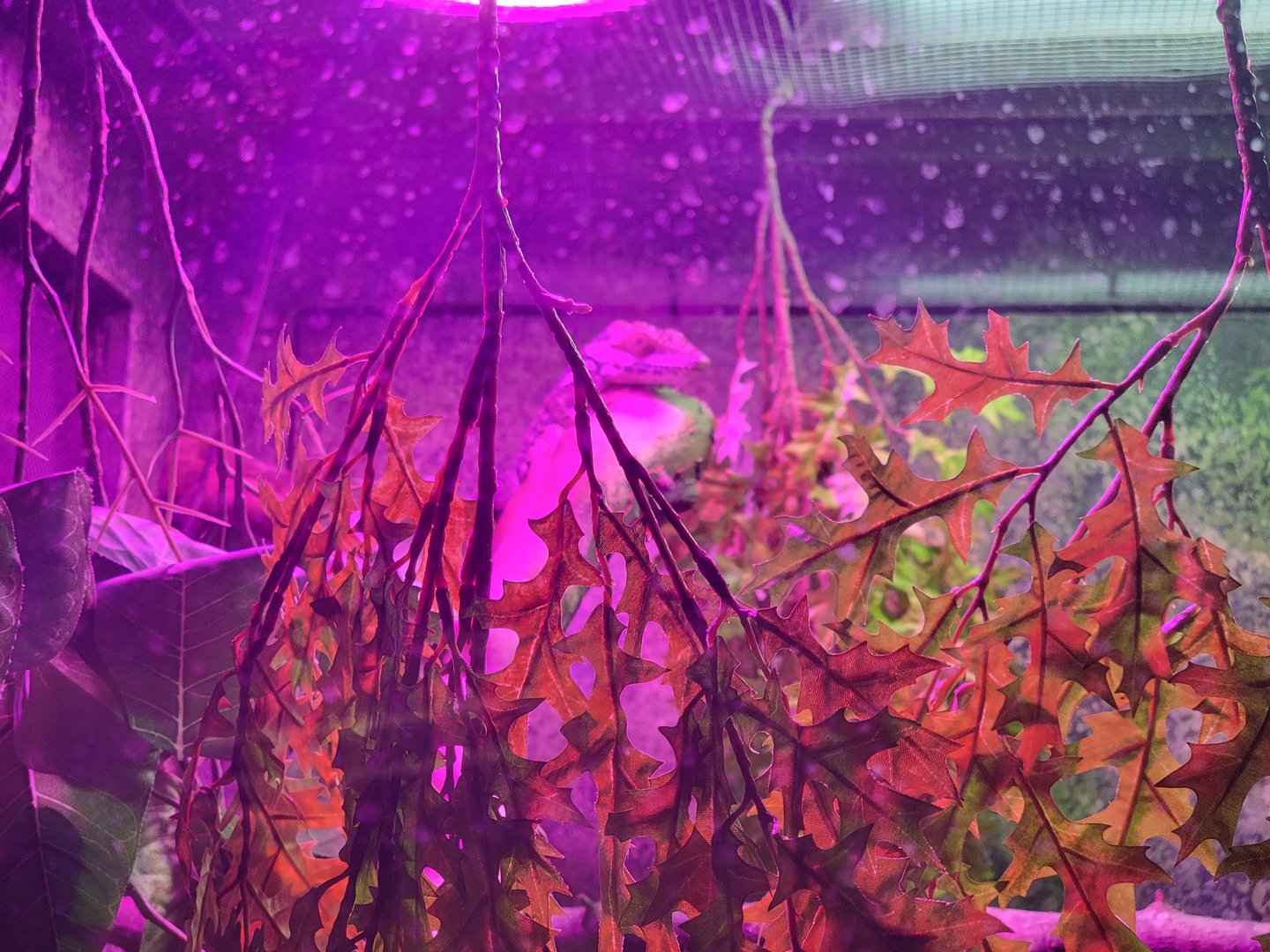 Columbus Zoo - Reptiles, Smallwood's anole? in unsigned exhibit