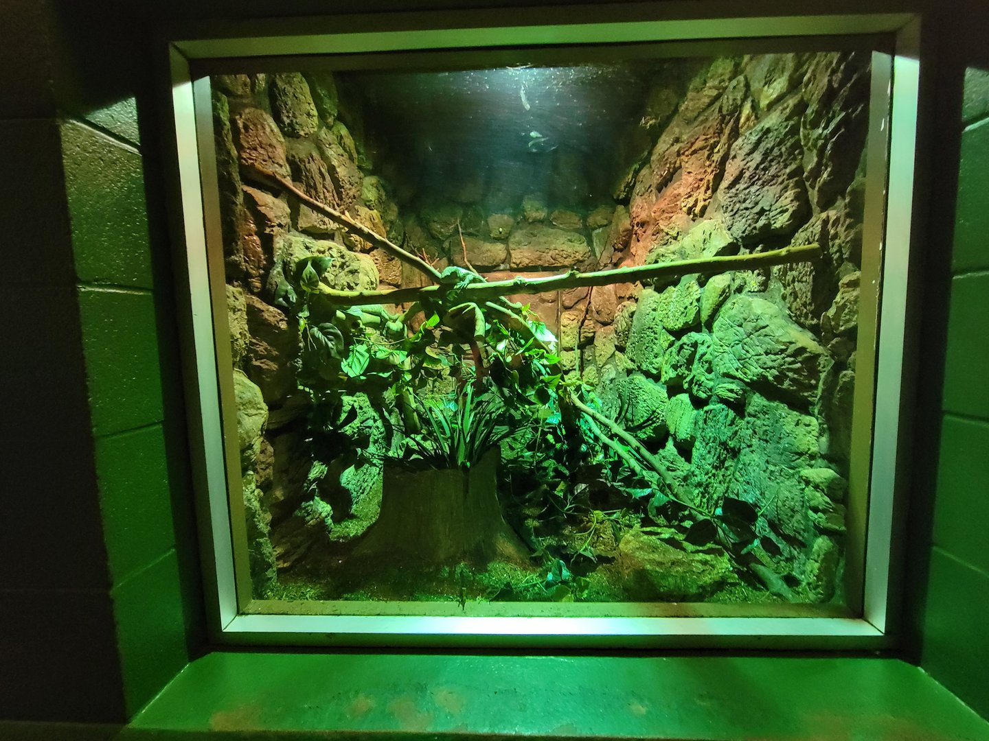 Columbus Zoo - Reptiles, Solomon Islands skink