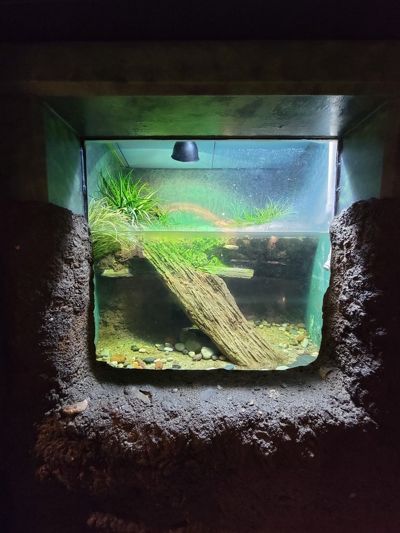 Columbus Zoo - Reptiles, Spotted turtle and yellow-blotched map turtle