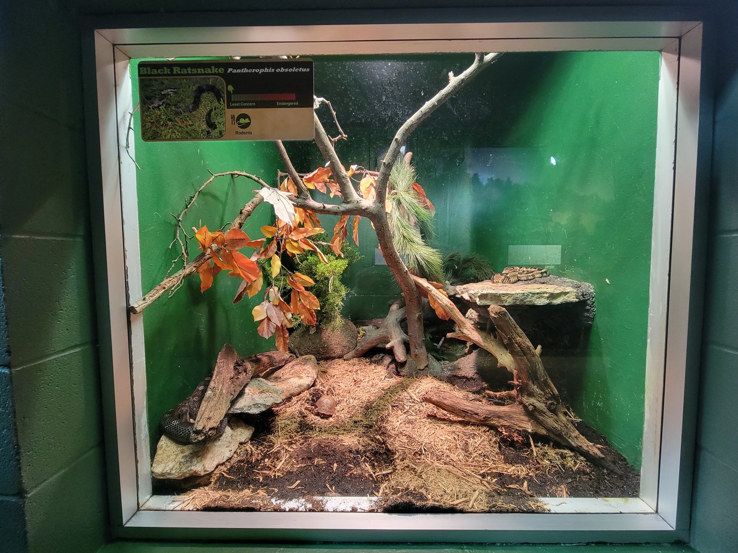 Columbus Zoo - Reptiles, Timber rattlesnake and eastern box turtle