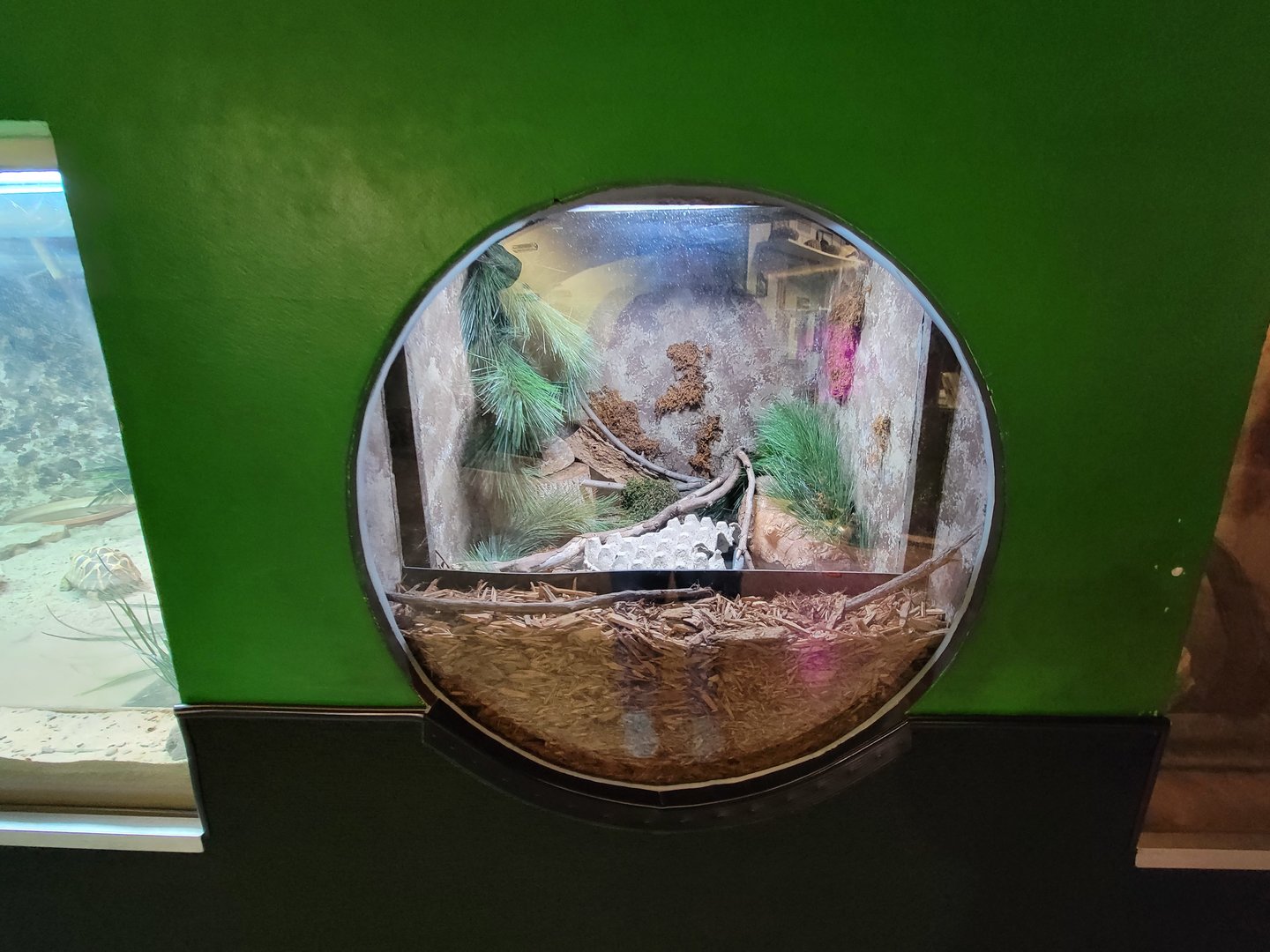 Columbus Zoo - Reptiles, Timber rattlesnake and northern copperhead