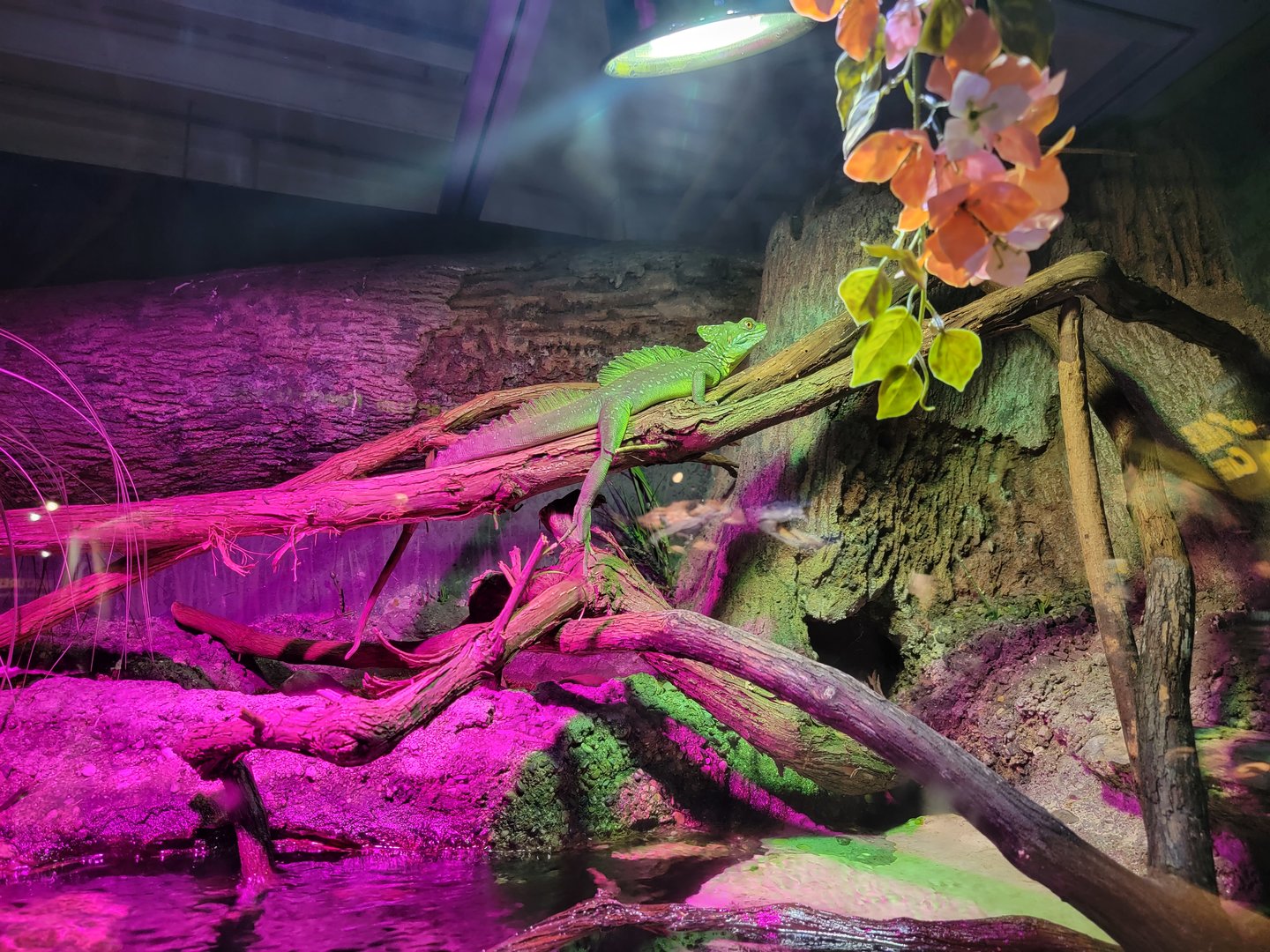 Columbus Zoo - Reptiles, Unsigned plumed basilisk