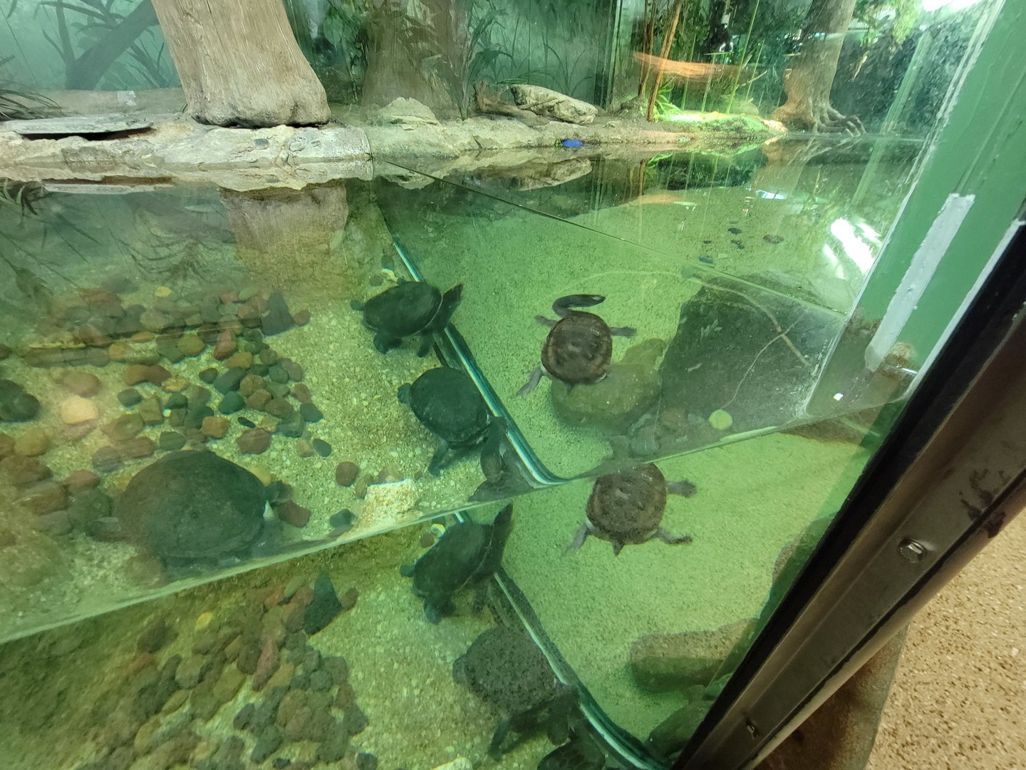 Columbus Zoo - Reptiles, Various snake-necked turtles