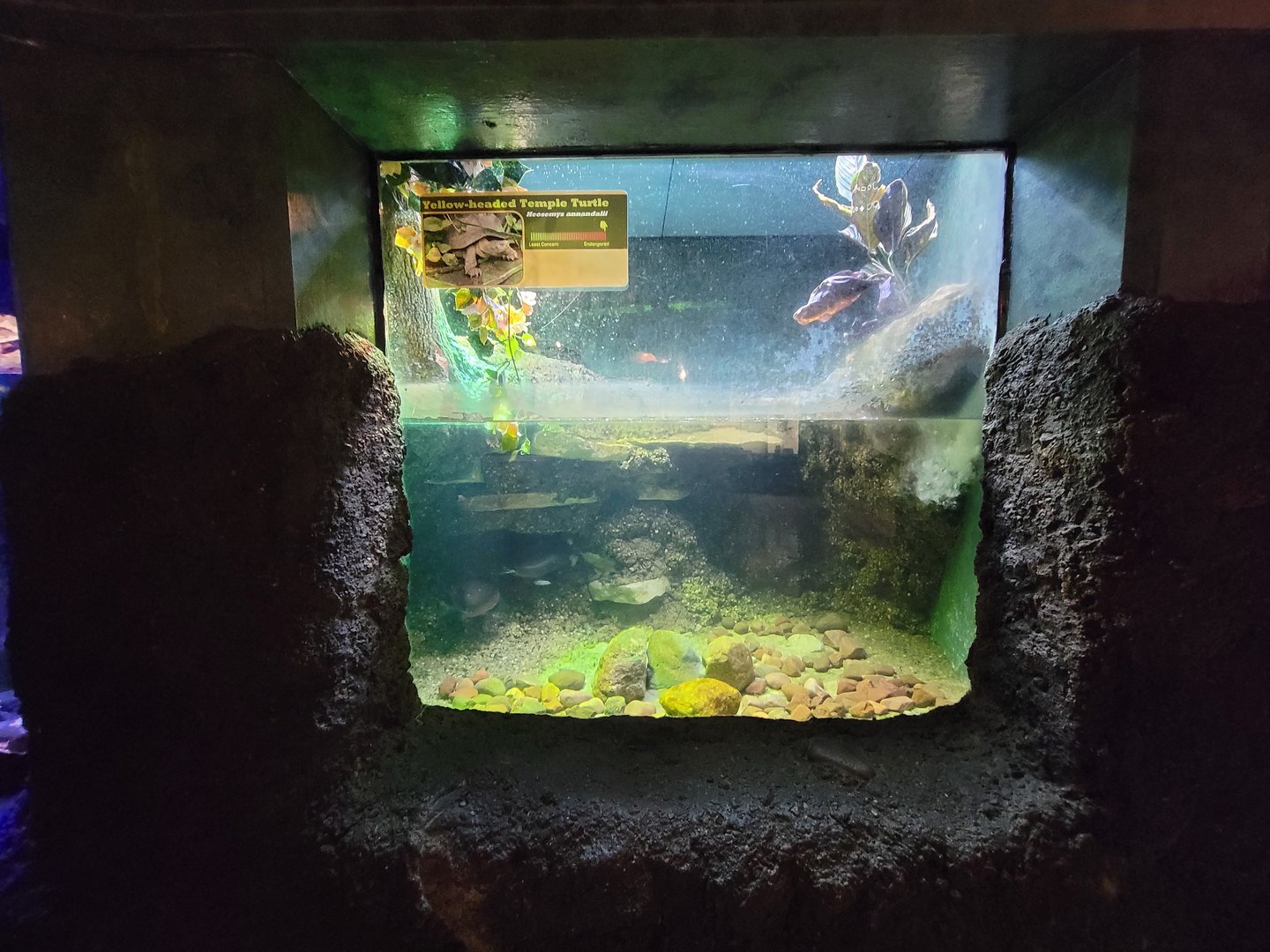 Columbus Zoo - Reptiles, Yellow-headed temple turtle and McCord's snake-necked turtle