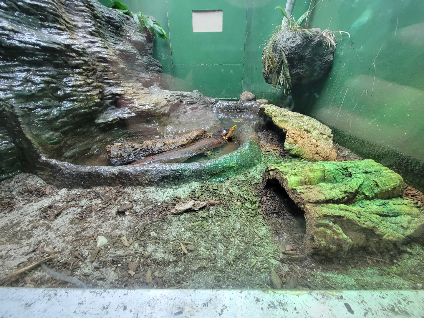 Columbus Zoo - Reptiles, Yellow-margined box turtle and crocodile lizards