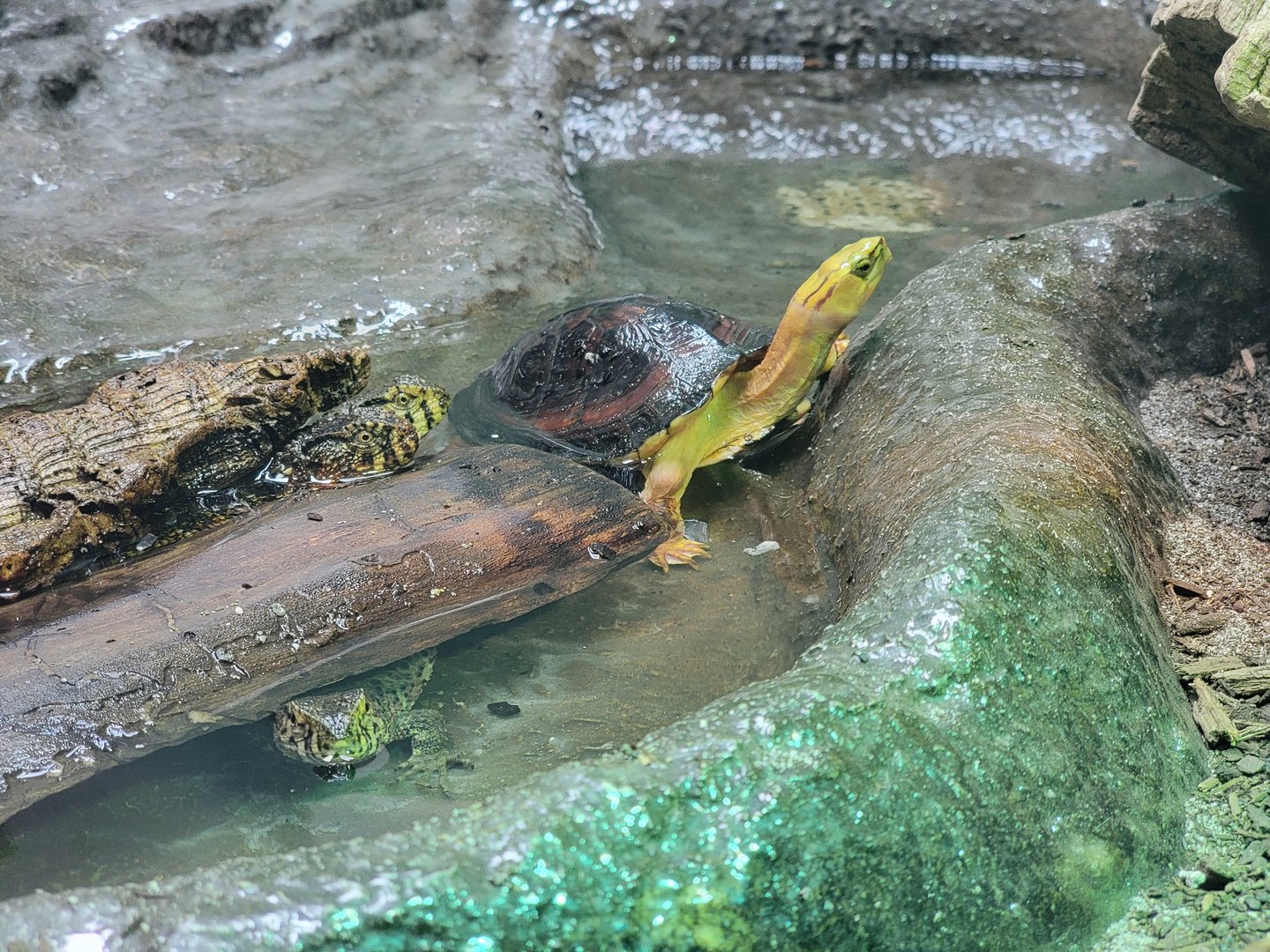 Columbus Zoo - Reptiles, Yellow-margined box turtle and crocodile lizards