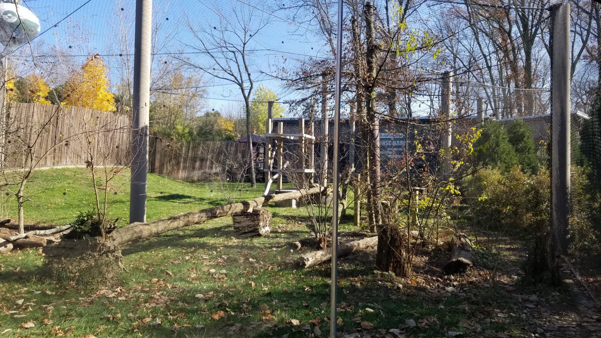 Columbus Zoo - Rest of cougar exhibit