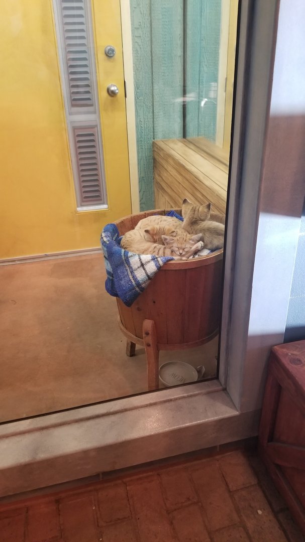 Columbus Zoo - Sand cat kittens