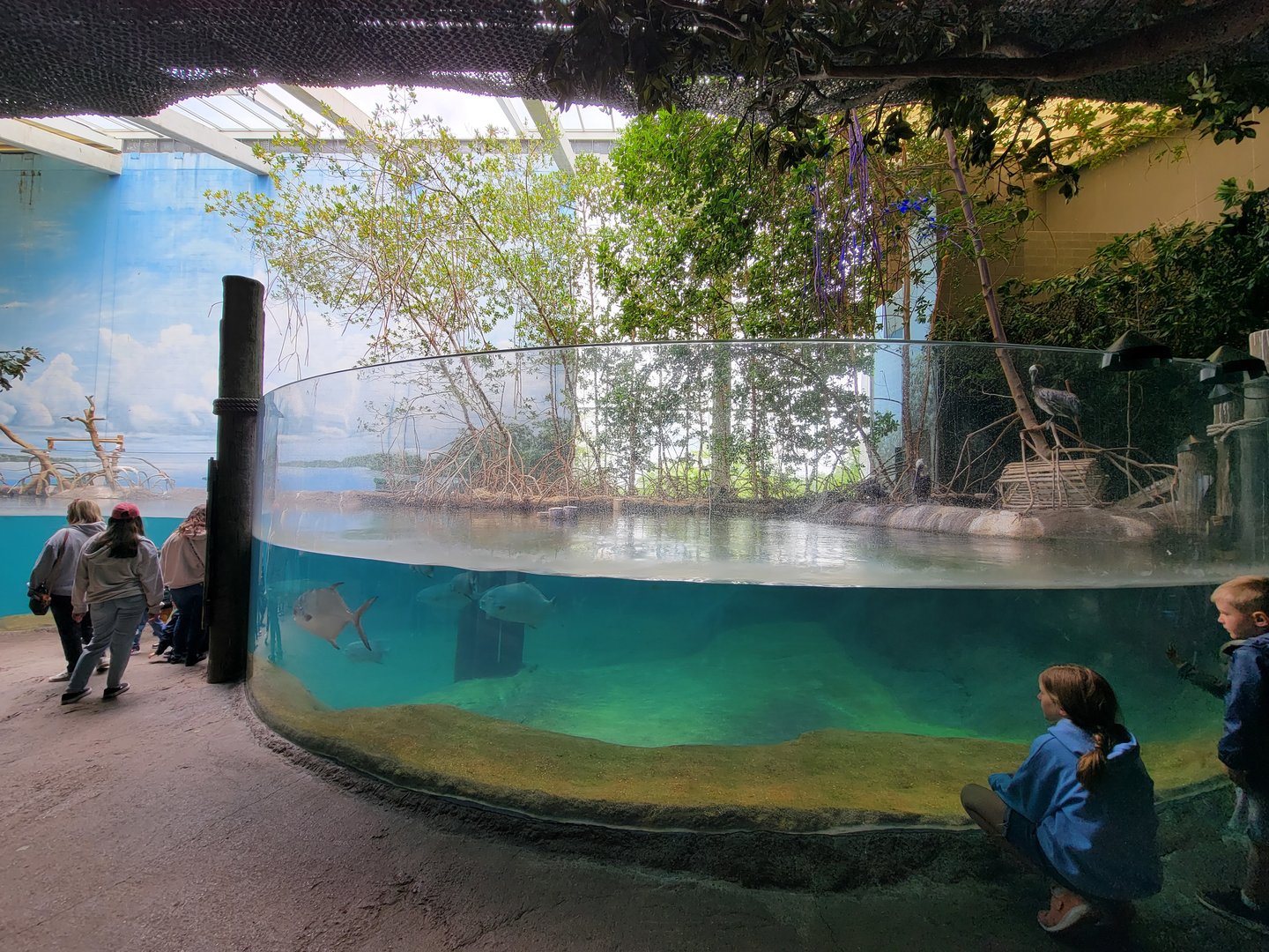 Columbus Zoo - Shallow end of manatee pool, with brown pelicans visible