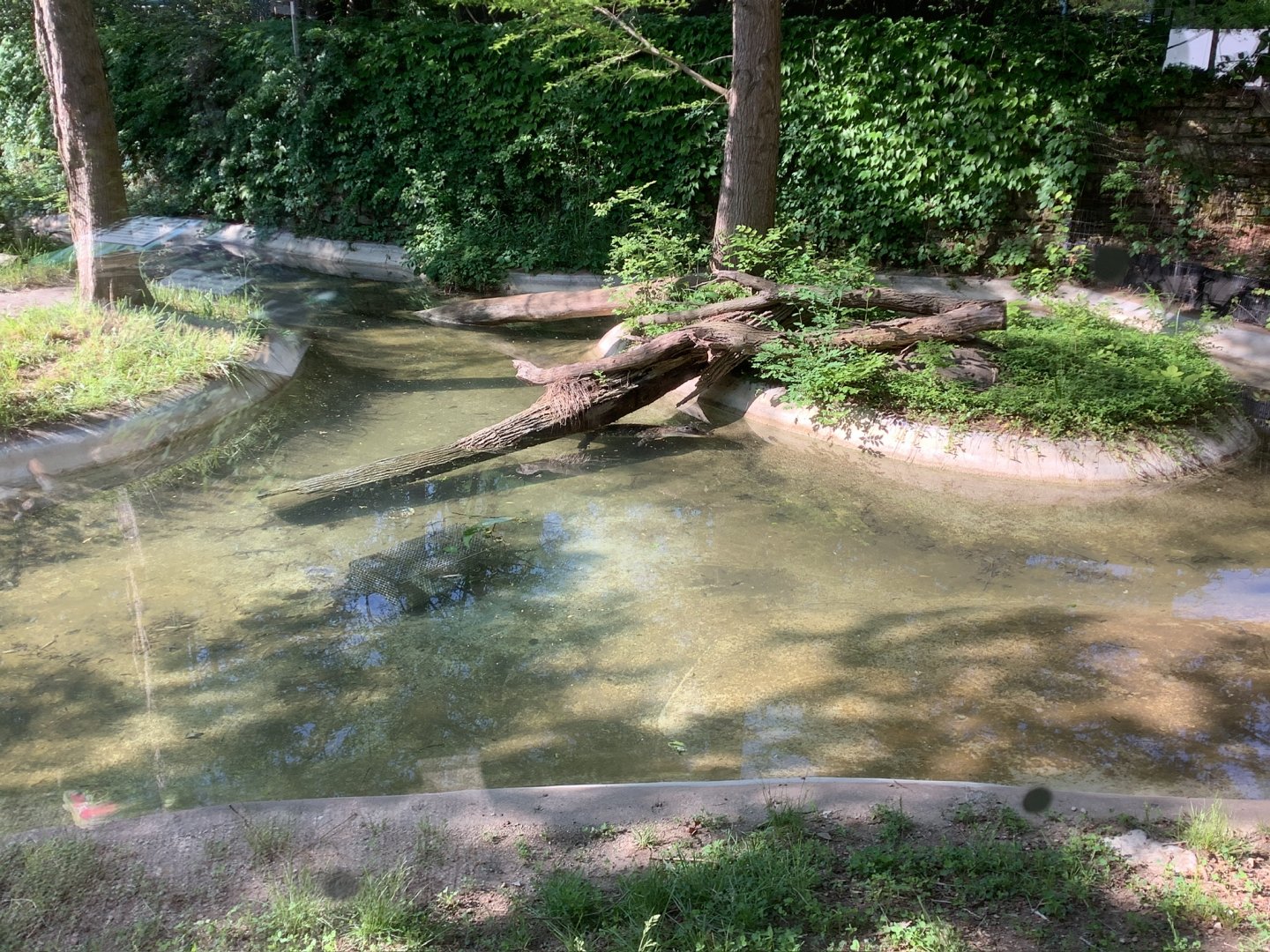 Columbus Zoo - Shores exhibit - American Alligator