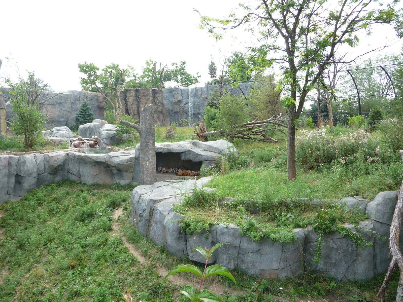 Columbus Zoo - Siberian Tiger Exhibit