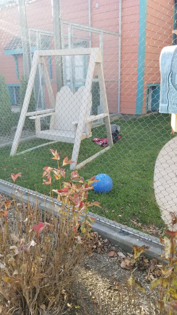 Columbus Zoo - Silver fox (former pet)