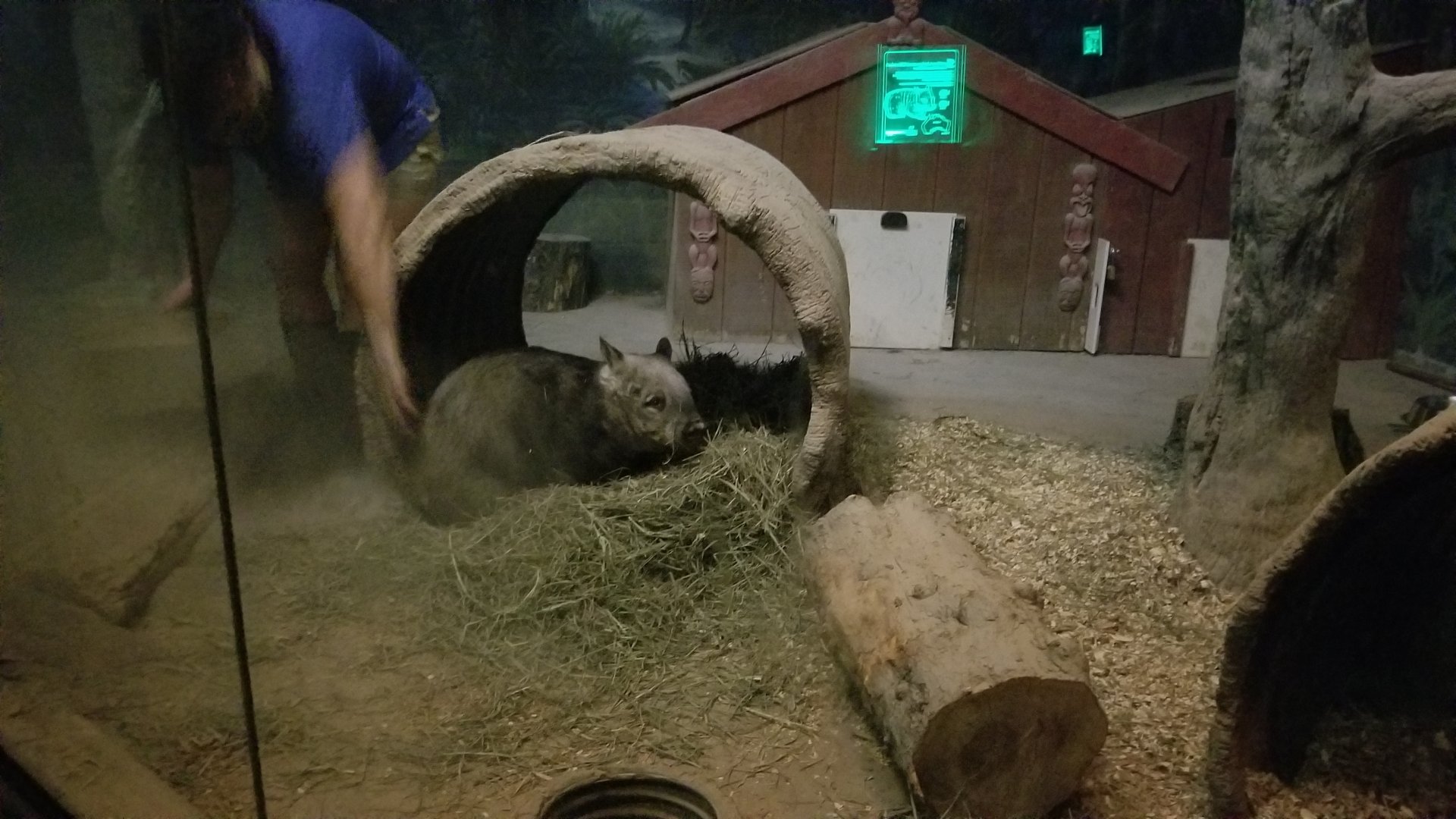 Columbus Zoo - Southern hairy-nosed wombat getting a butt scratch