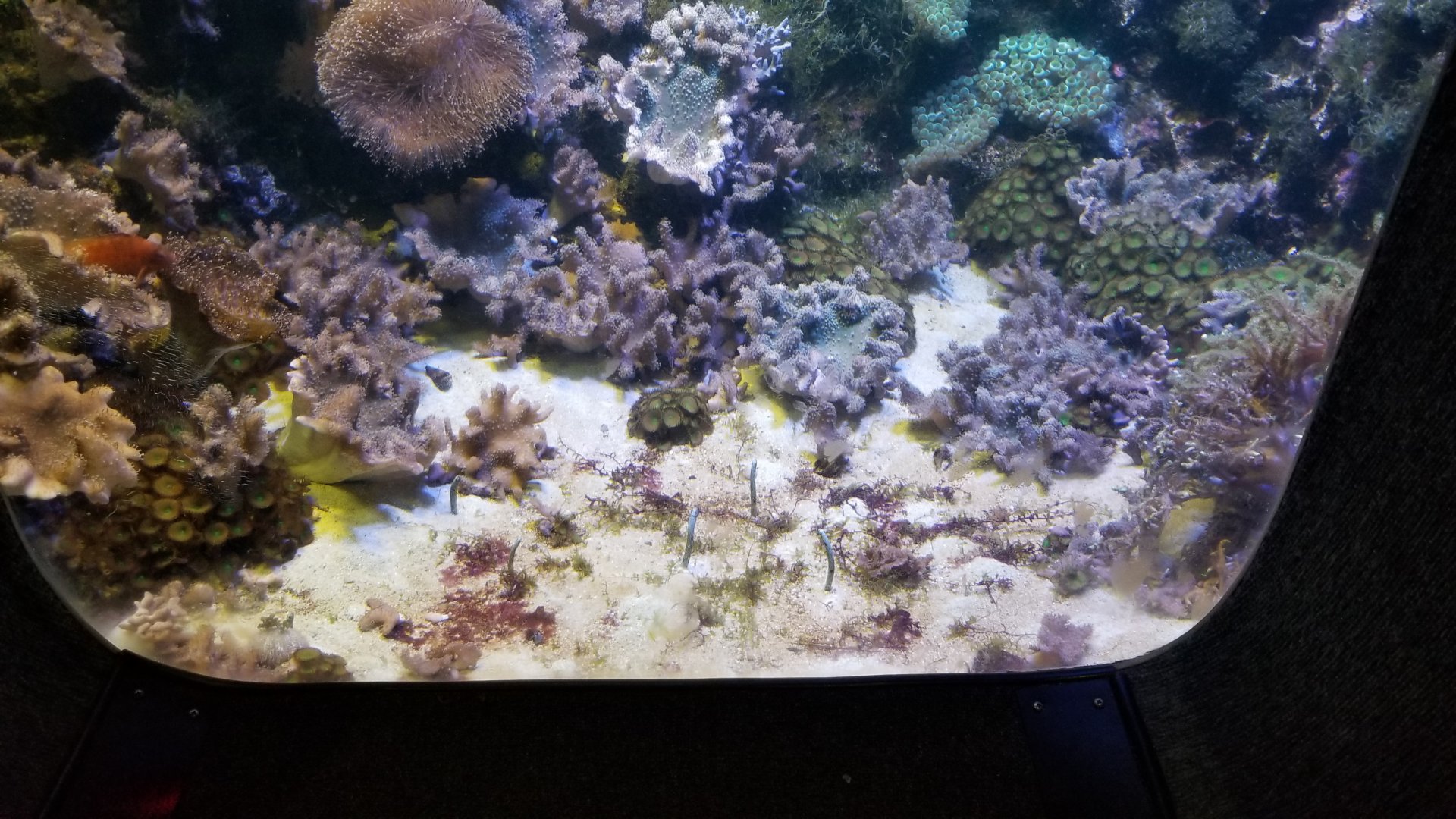 Columbus Zoo - Spotted garden eels