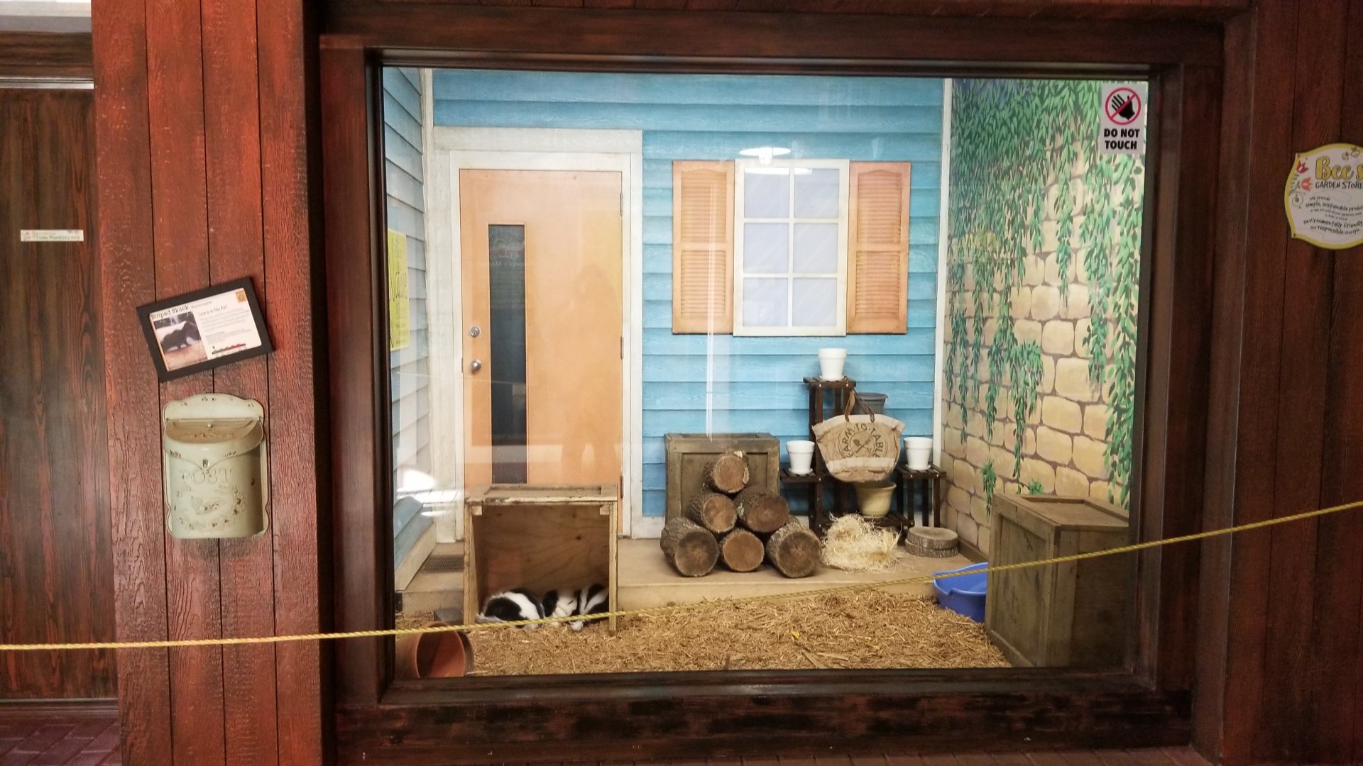 Columbus Zoo - Striped skunk