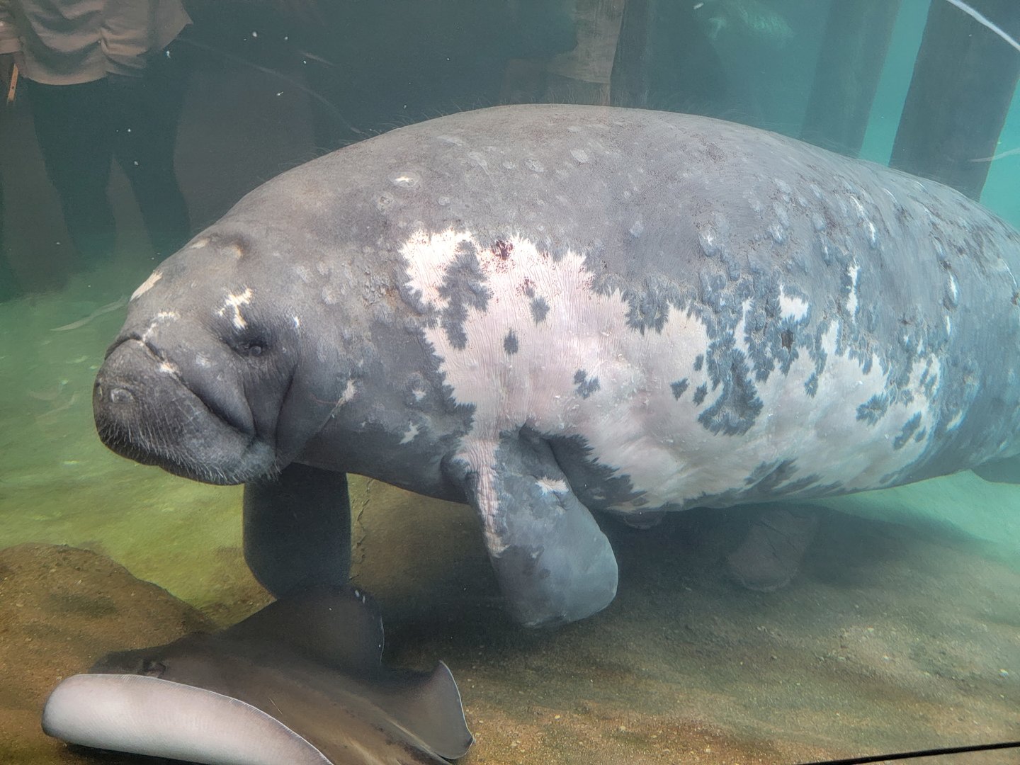 Columbus Zoo - Stubby the manatee