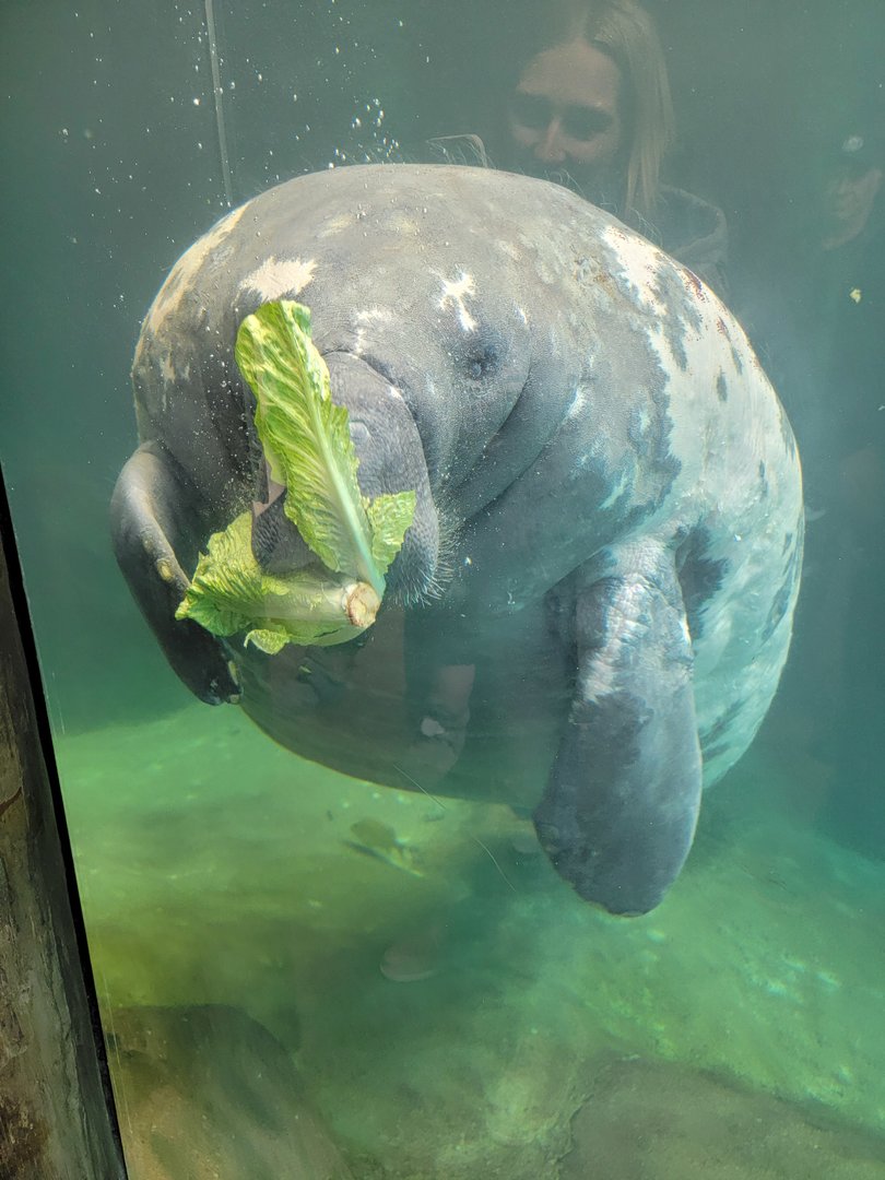 Columbus Zoo - Stubby the manatee :)