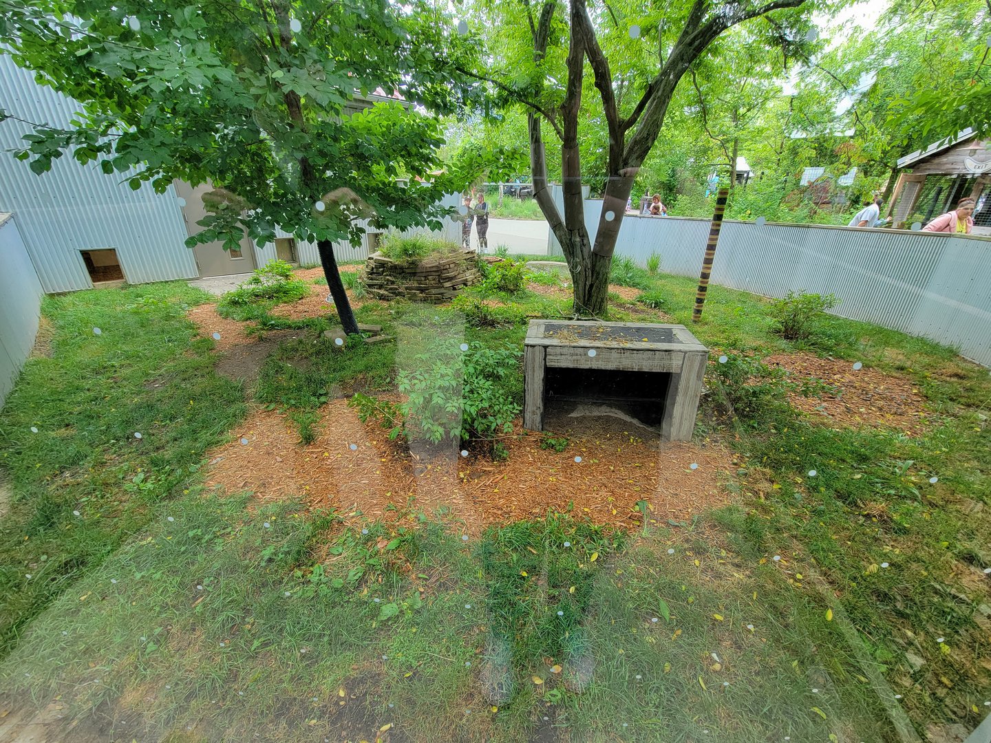 Columbus Zoo - Tasmanian devils outdoor area