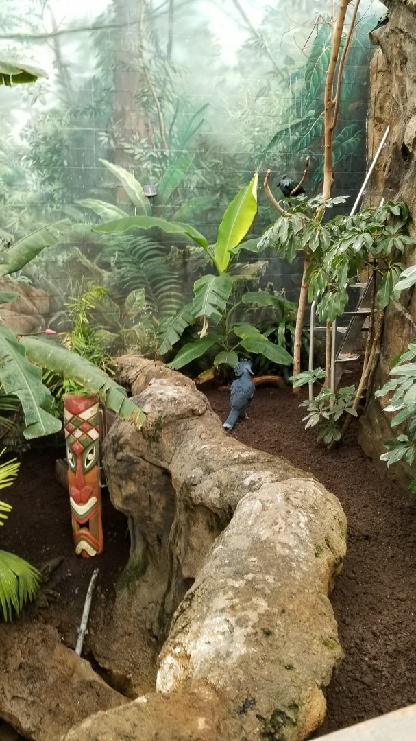 Columbus Zoo - Victoria crowned pigeon and Nicobar pigeon, Australia aviary