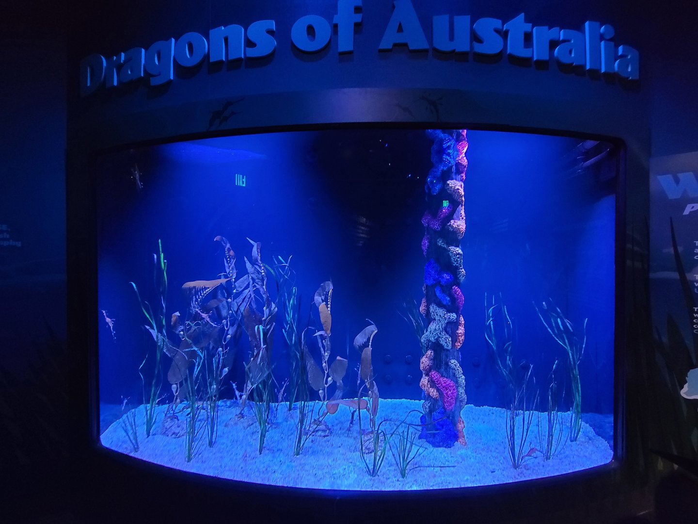 Columbus Zoo - Weedy seadragons