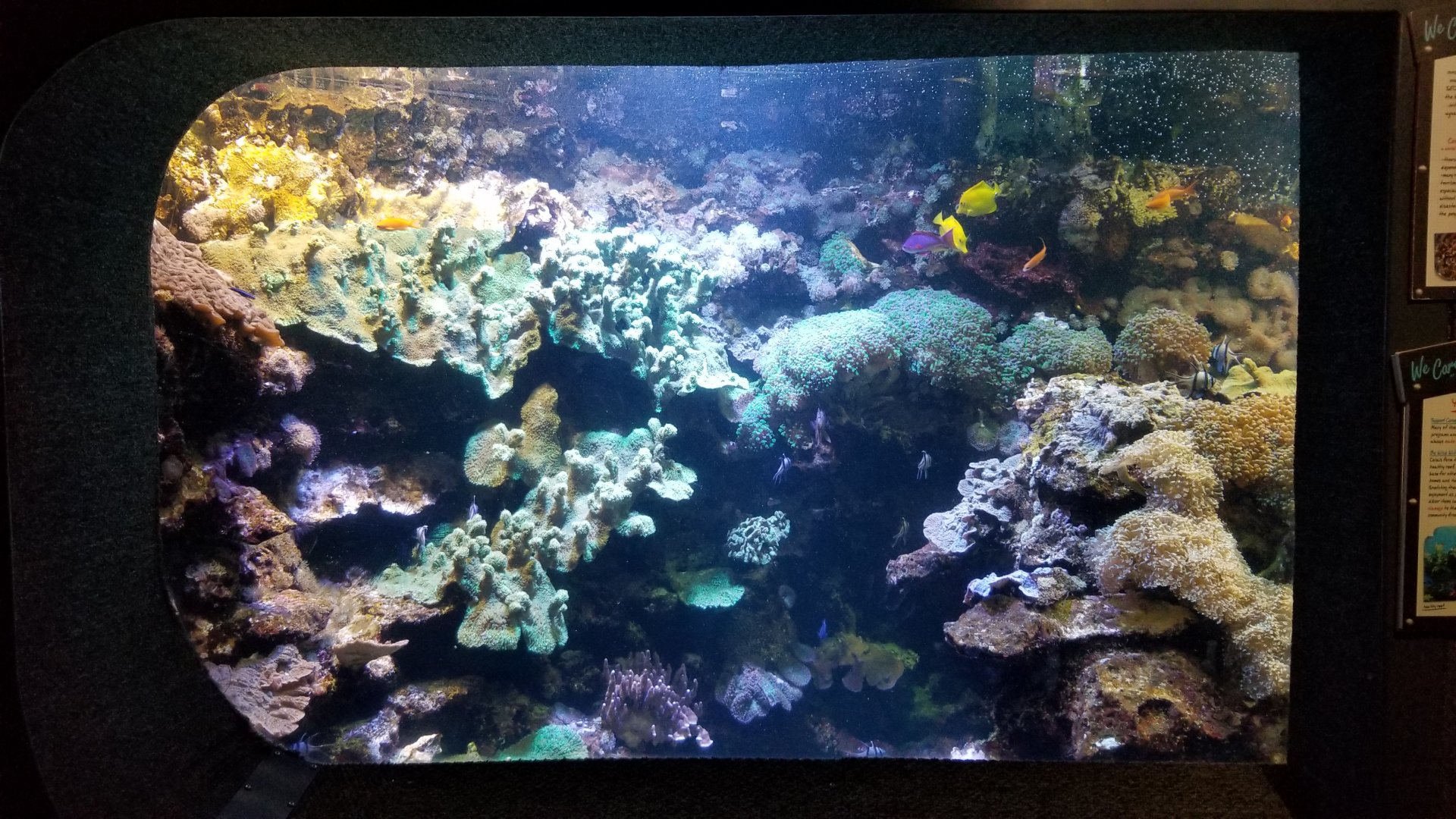 Columbus Zoo - Yellow tang, cardinalfish, others