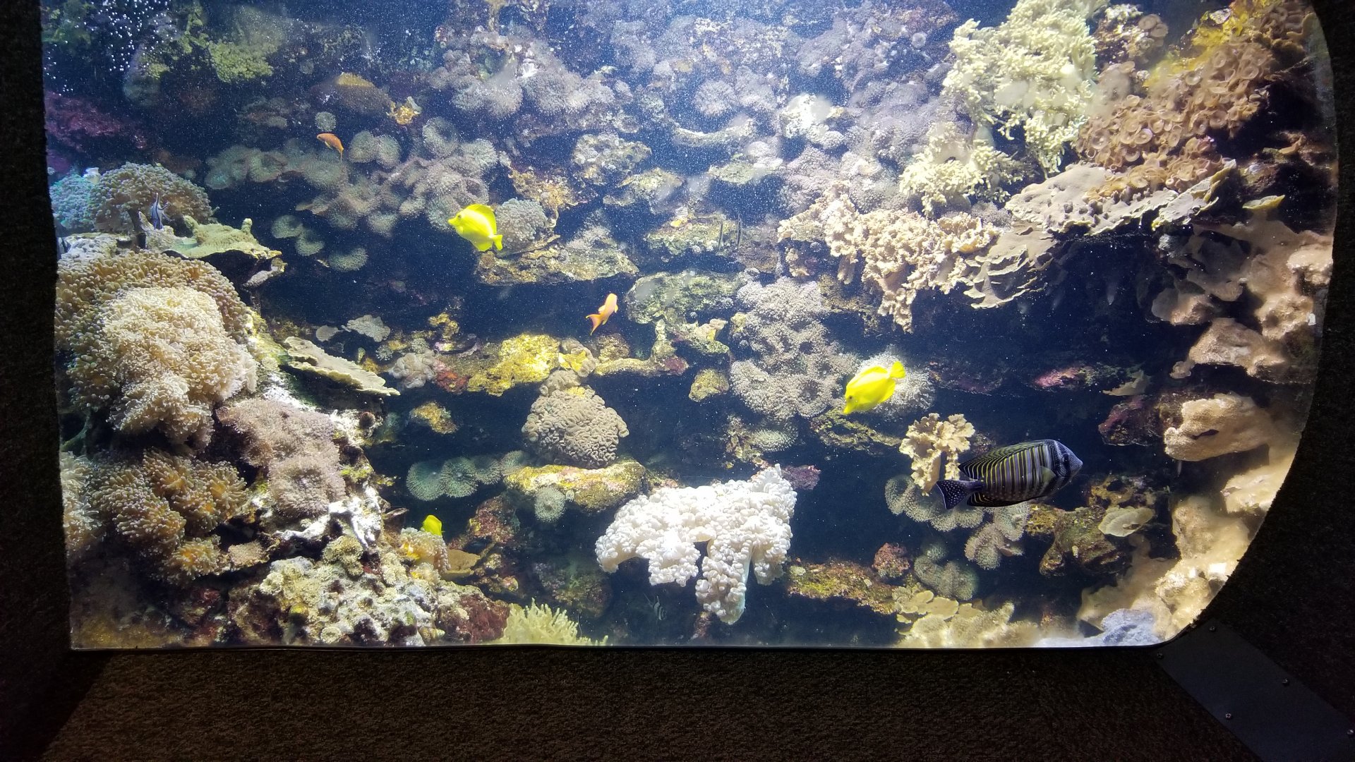 Columbus Zoo - Yellow tang, cardinalfish, others
