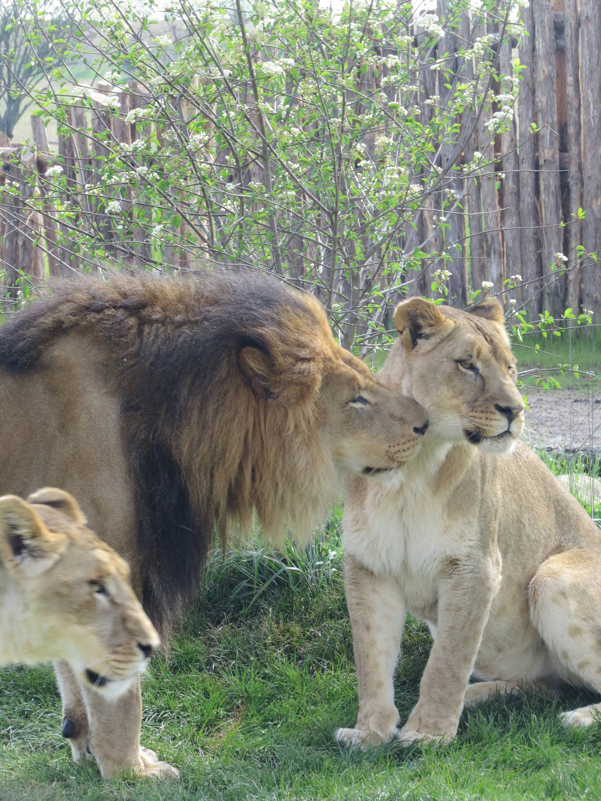 Columbus Zoos Lion trio