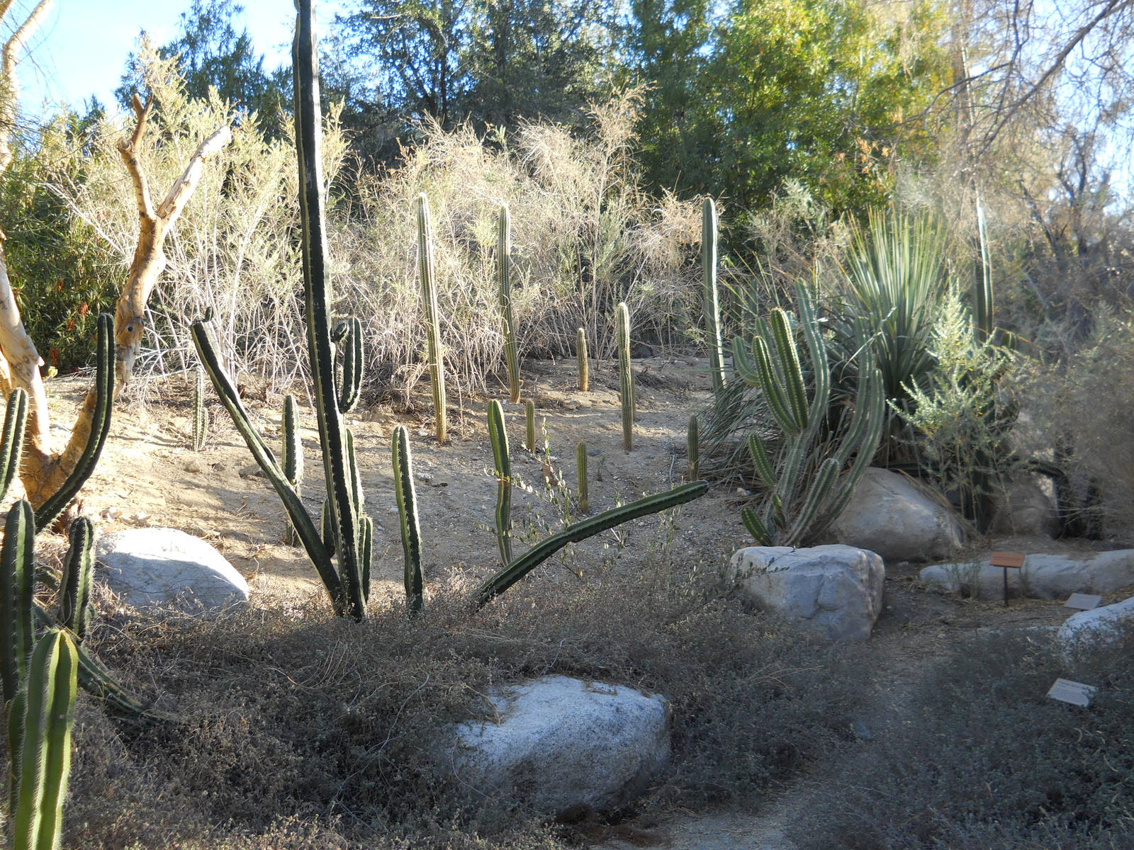 Columnar cactus garden
