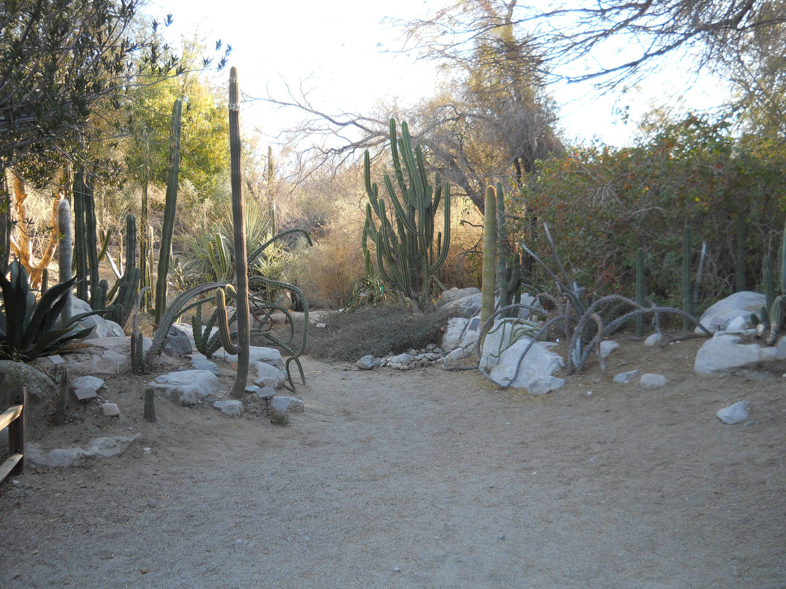 Columnar cactus garden
