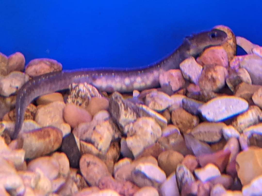 Comal Springs salamander (Eurycea sp.)