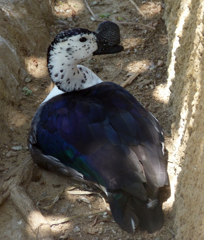 Comb-crested duck (Sarkidiornis melanotos)