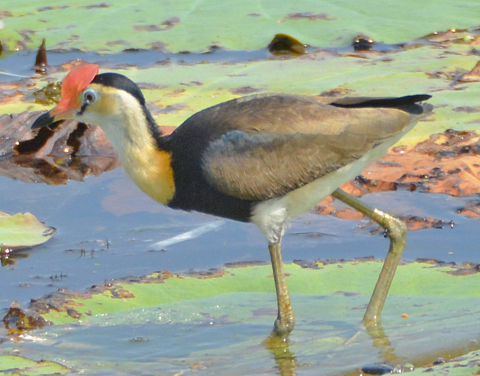 Comb-crested jacana 2