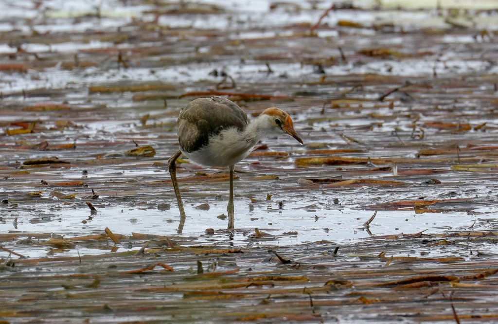 Comb-crested Jacana immature