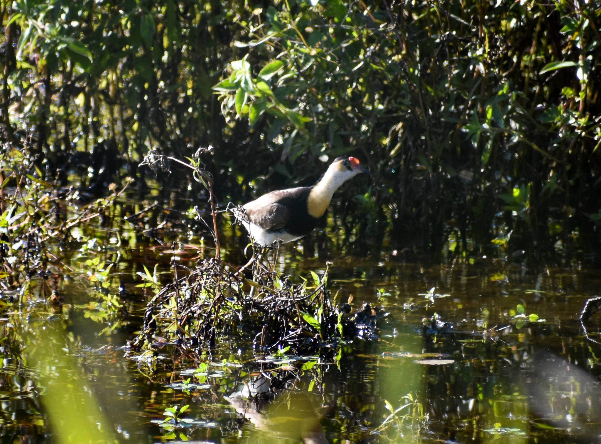 Comb-crested Jacana (Irediparra gallinacea)