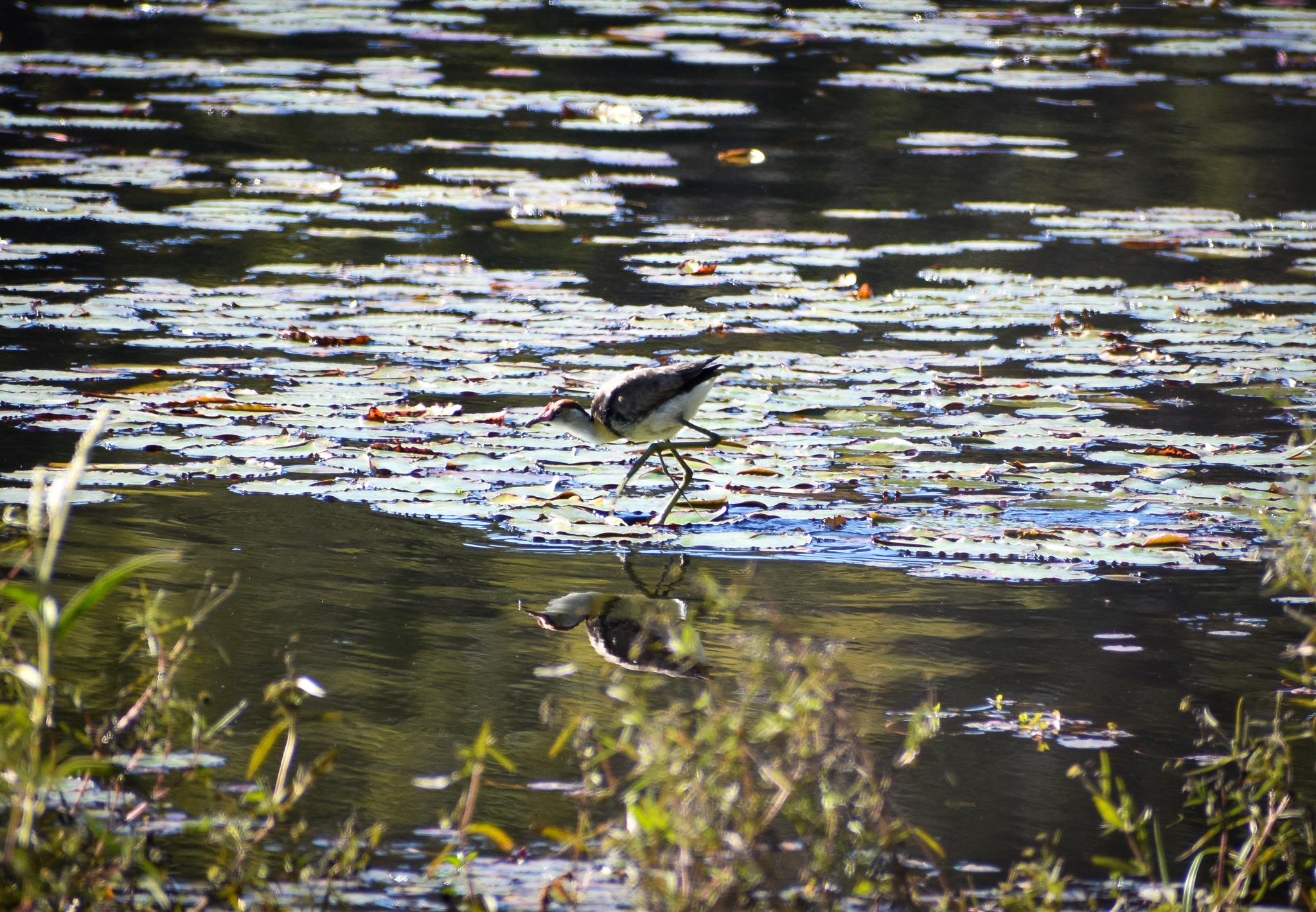 Comb-crested Jacana (Irediparra gallinacea)