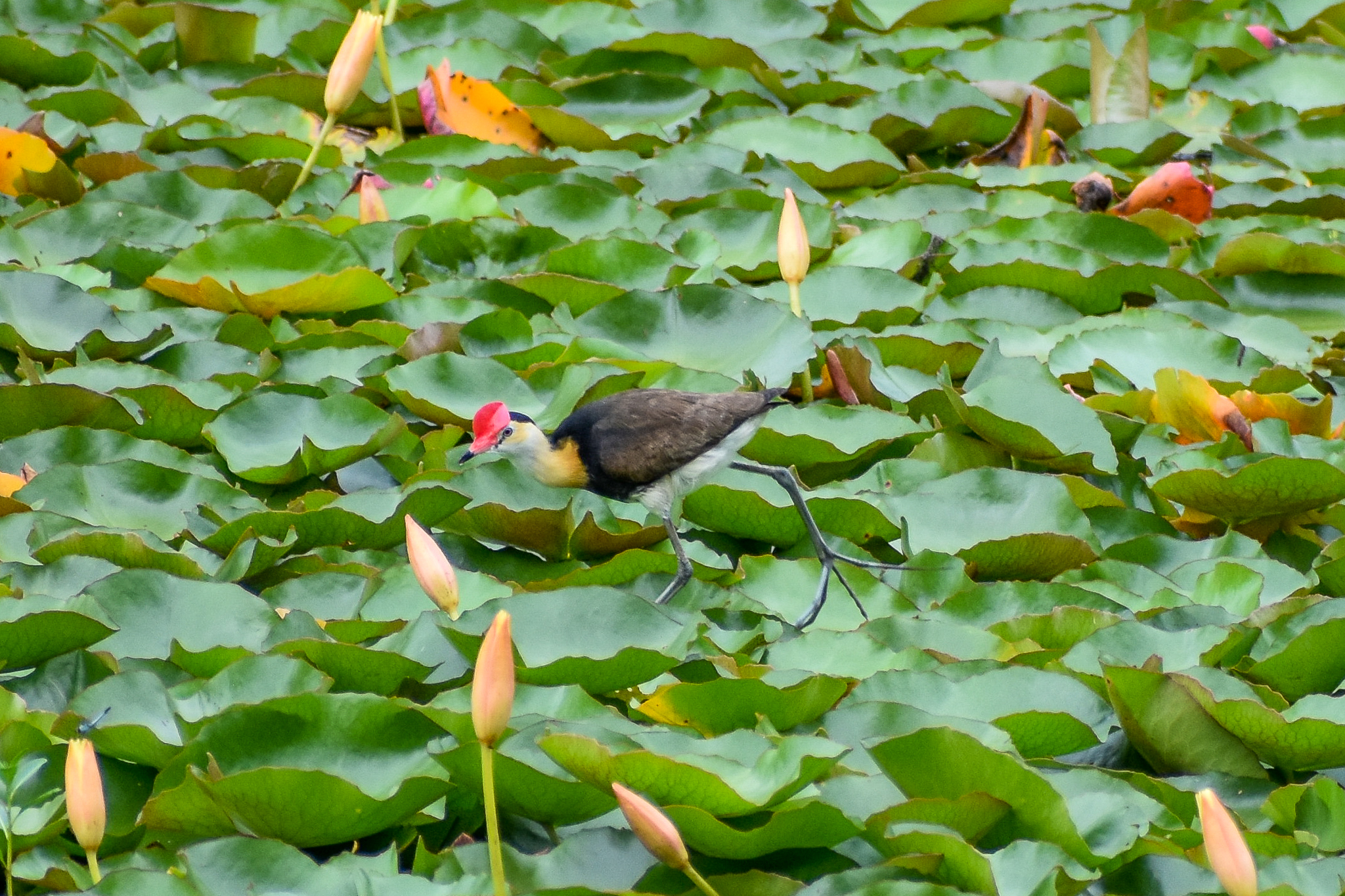 Comb-crested Jacana (Irediparra gallinacea)