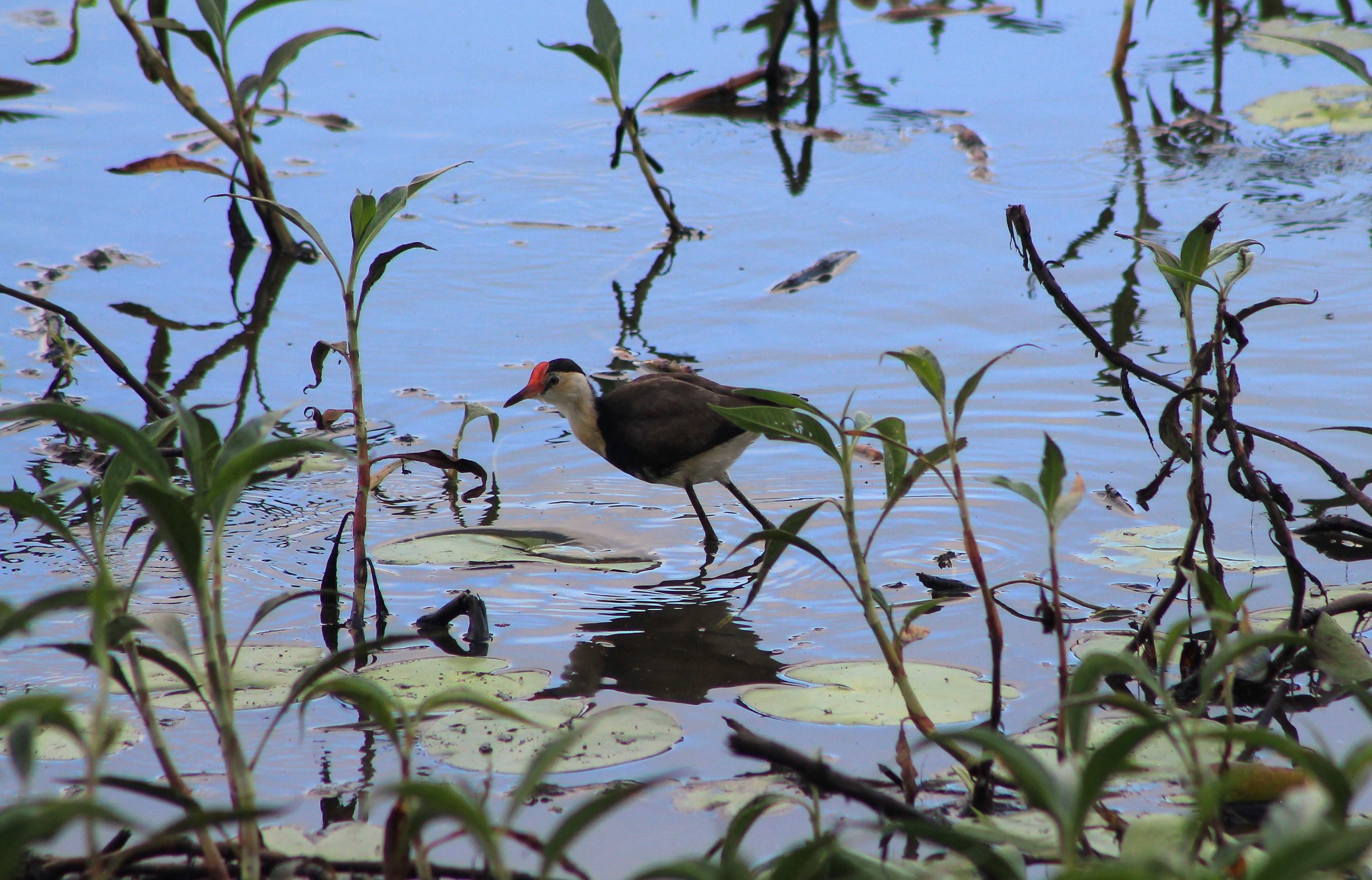 Comb-crested Jacana (Irediparra gallinacea)