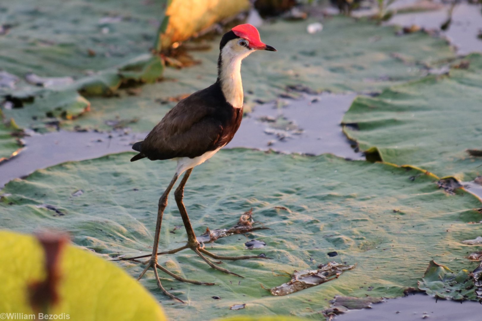 Comb-crested Jacana - Kakadu
