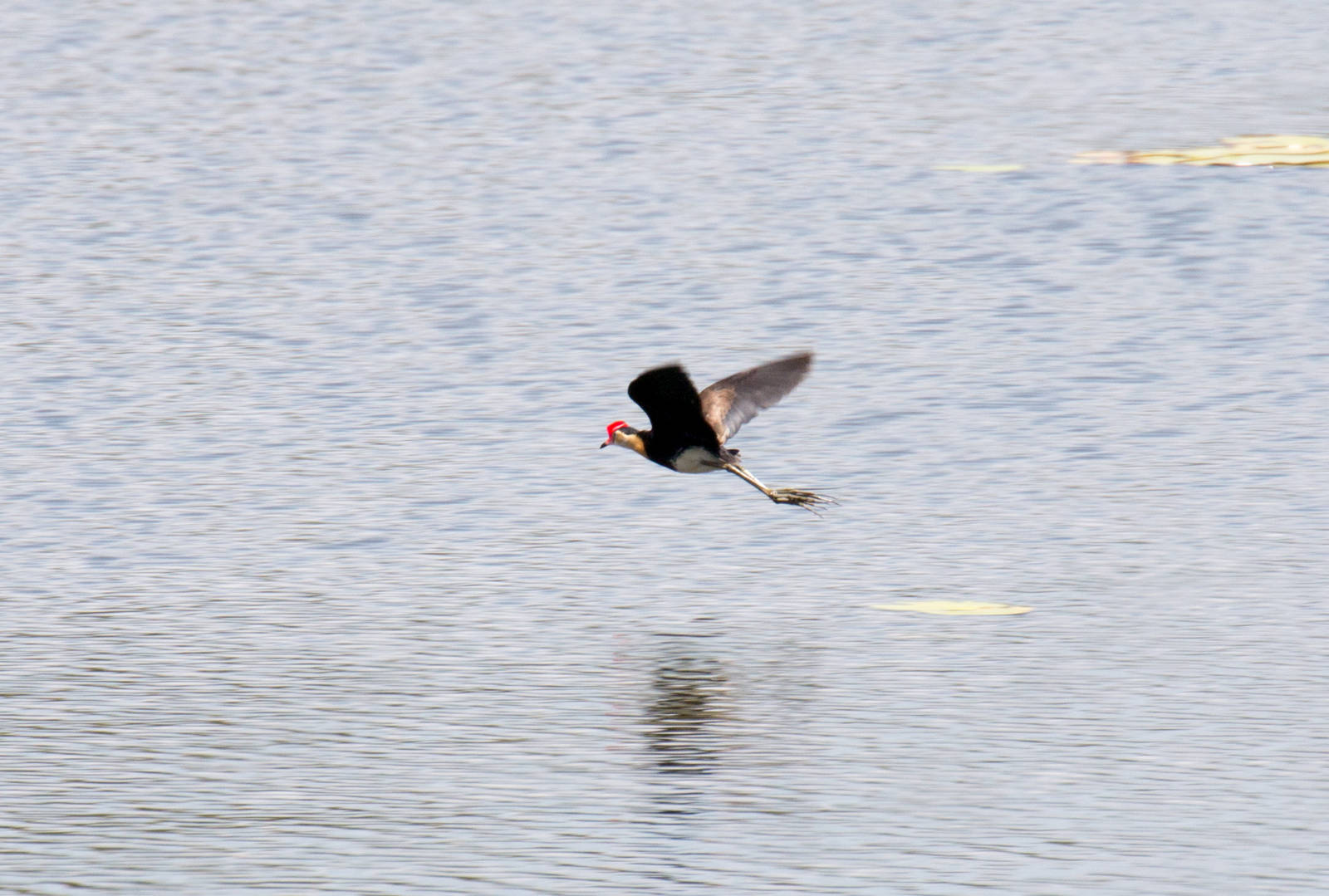 Comb-crested Jacana
