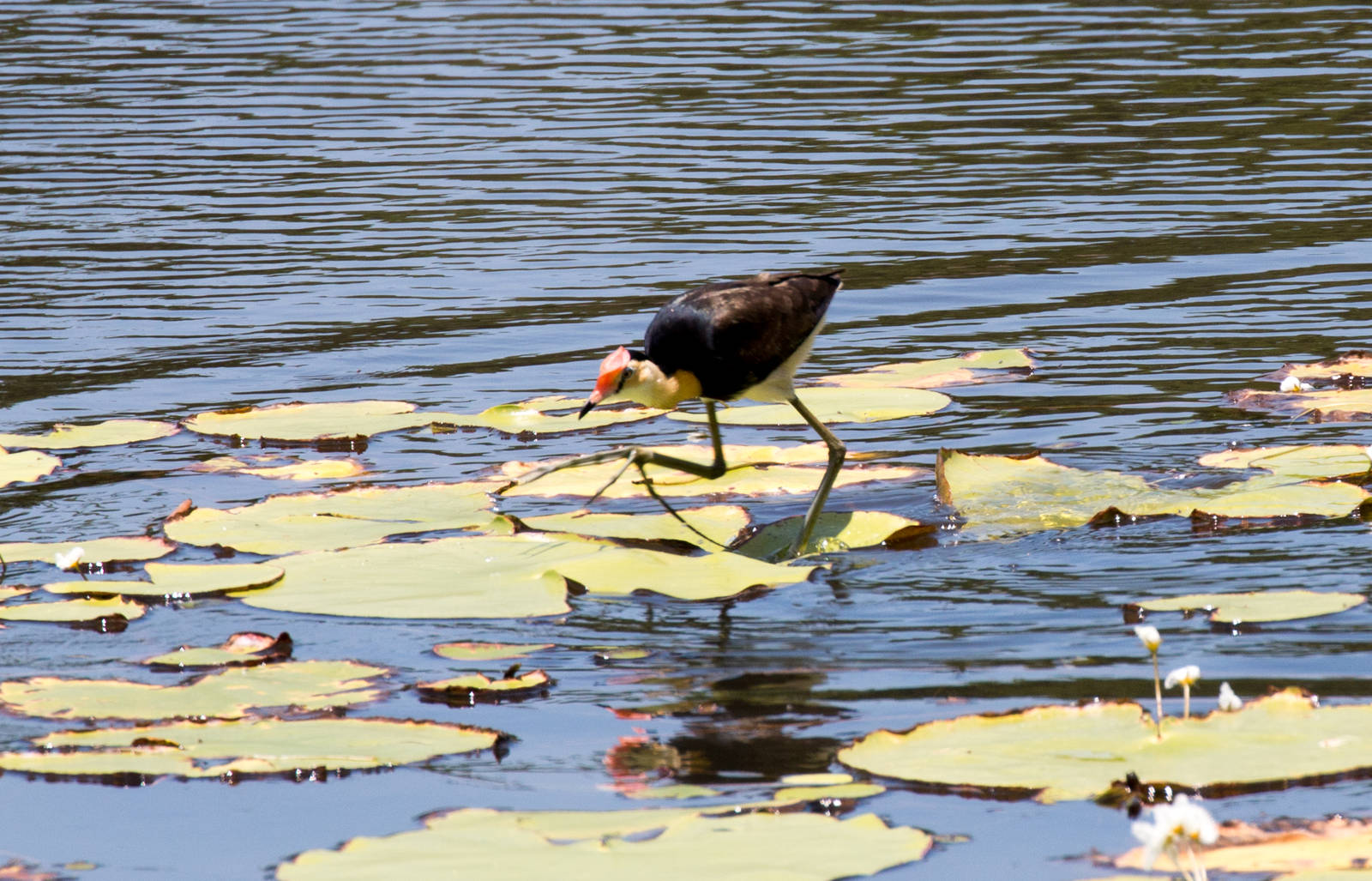 Comb-crested Jacana