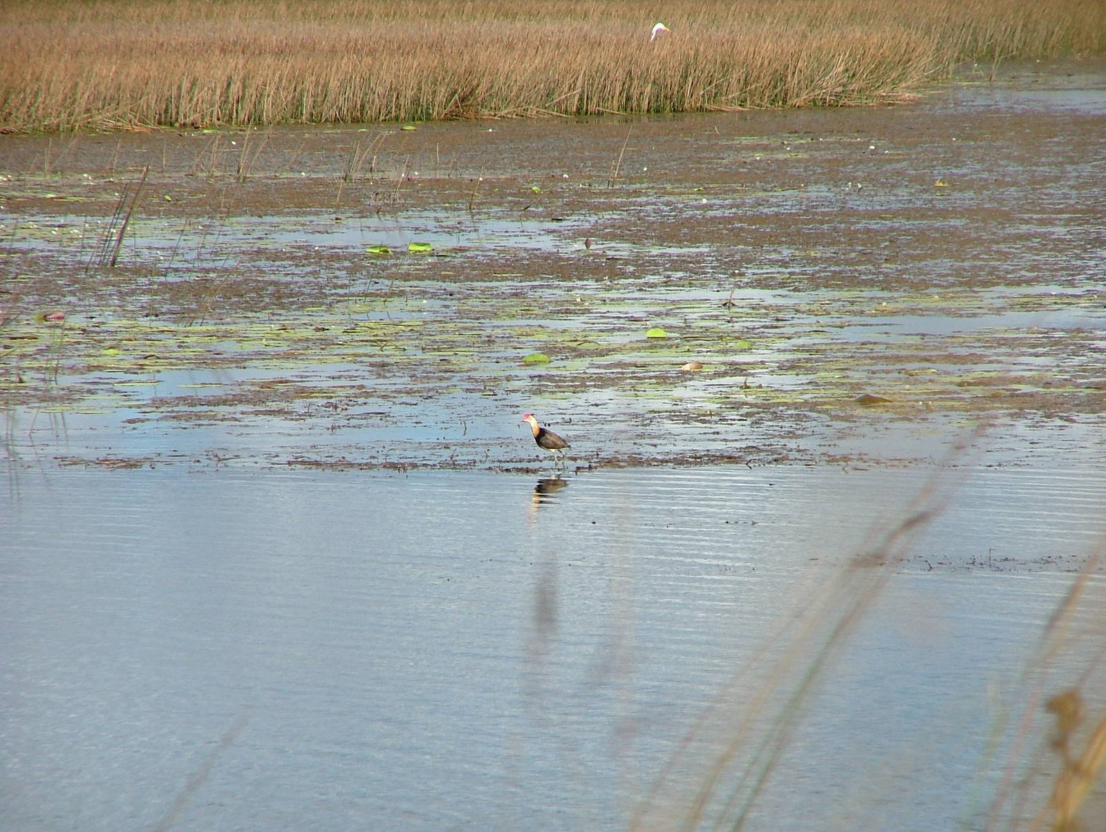 Comb-crested jacana