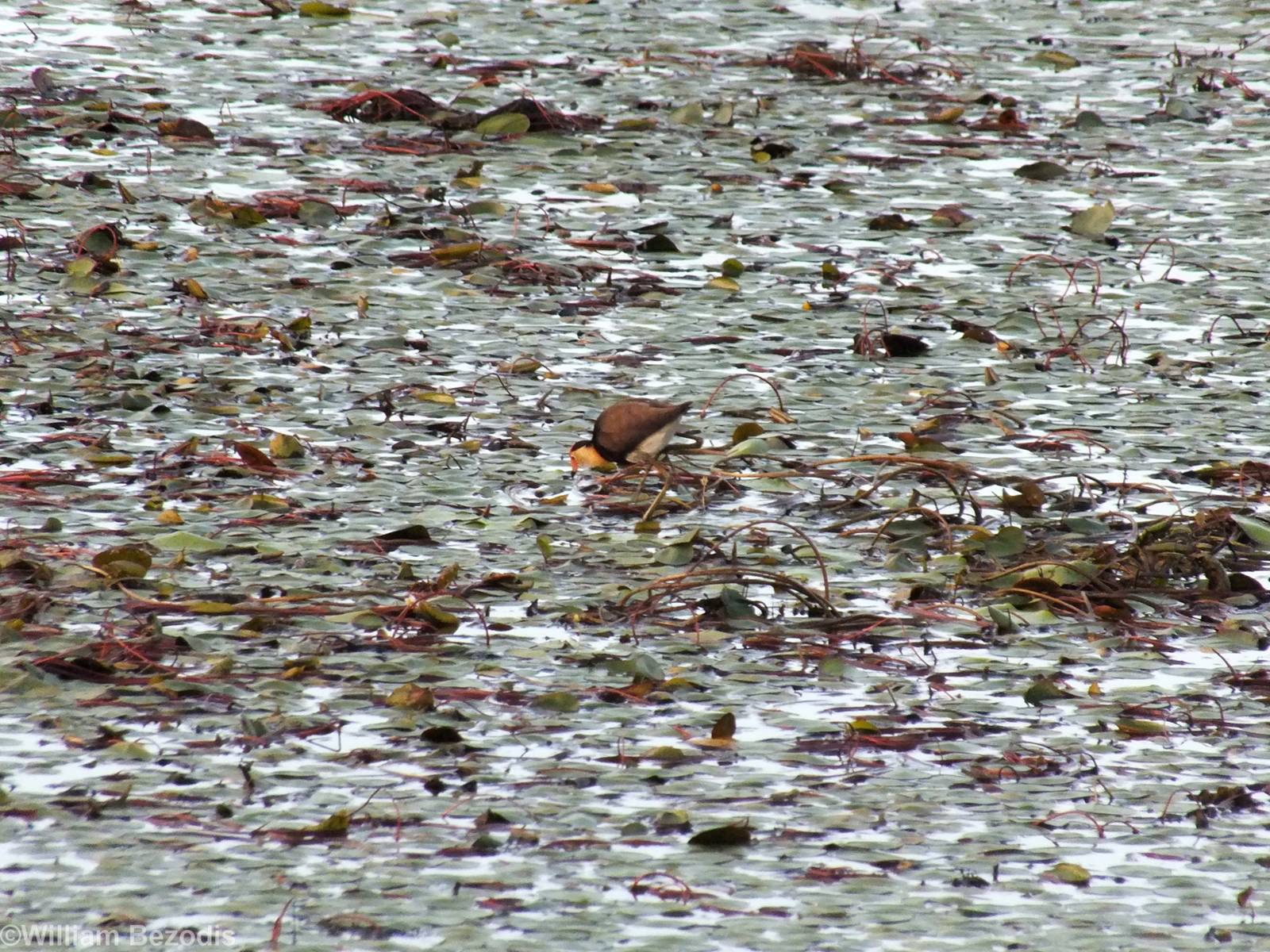 Comb-crested Jacana