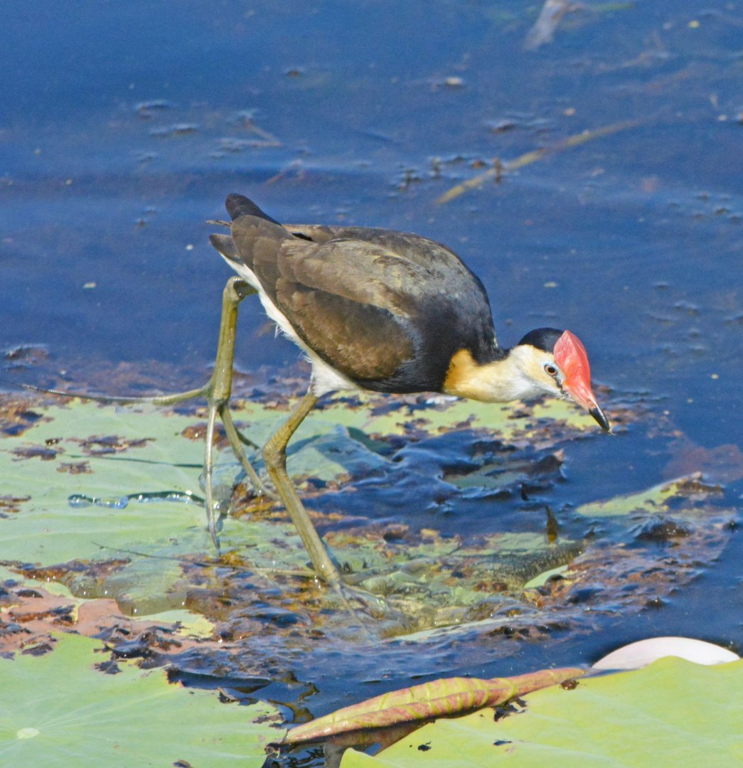 Comb-crested jacana