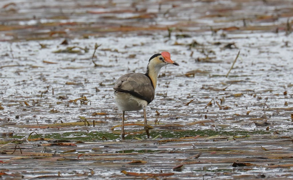 Comb-crested Jacana